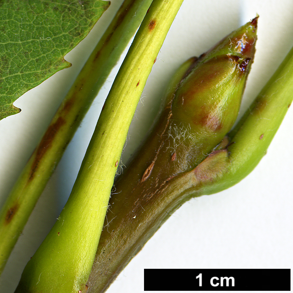 High resolution image: Family: Rosaceae - Genus: Sorbus - Taxon: domestica High resolution image: Family: Rosaceae - Genus: Sorbus - Taxon: domestica