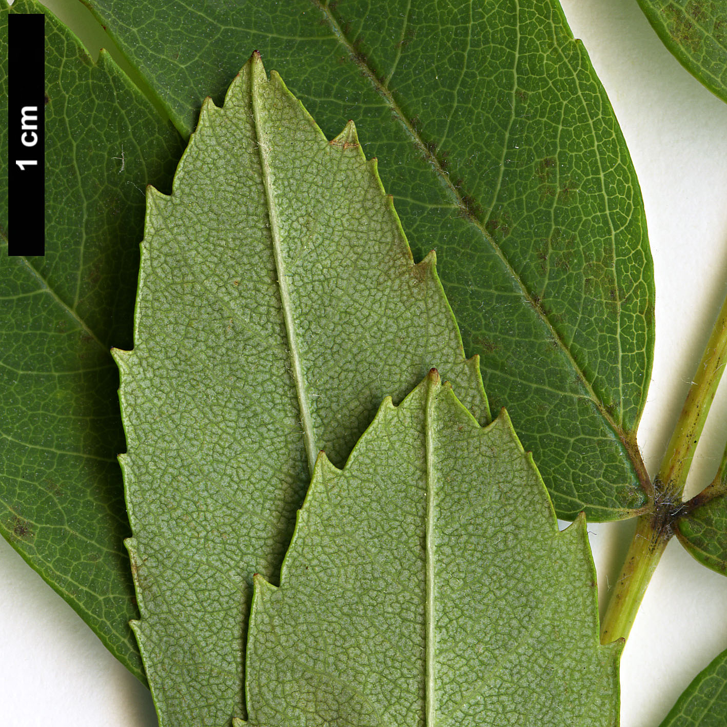 High resolution image: Family: Rosaceae - Genus: Sorbus - Taxon: domestica