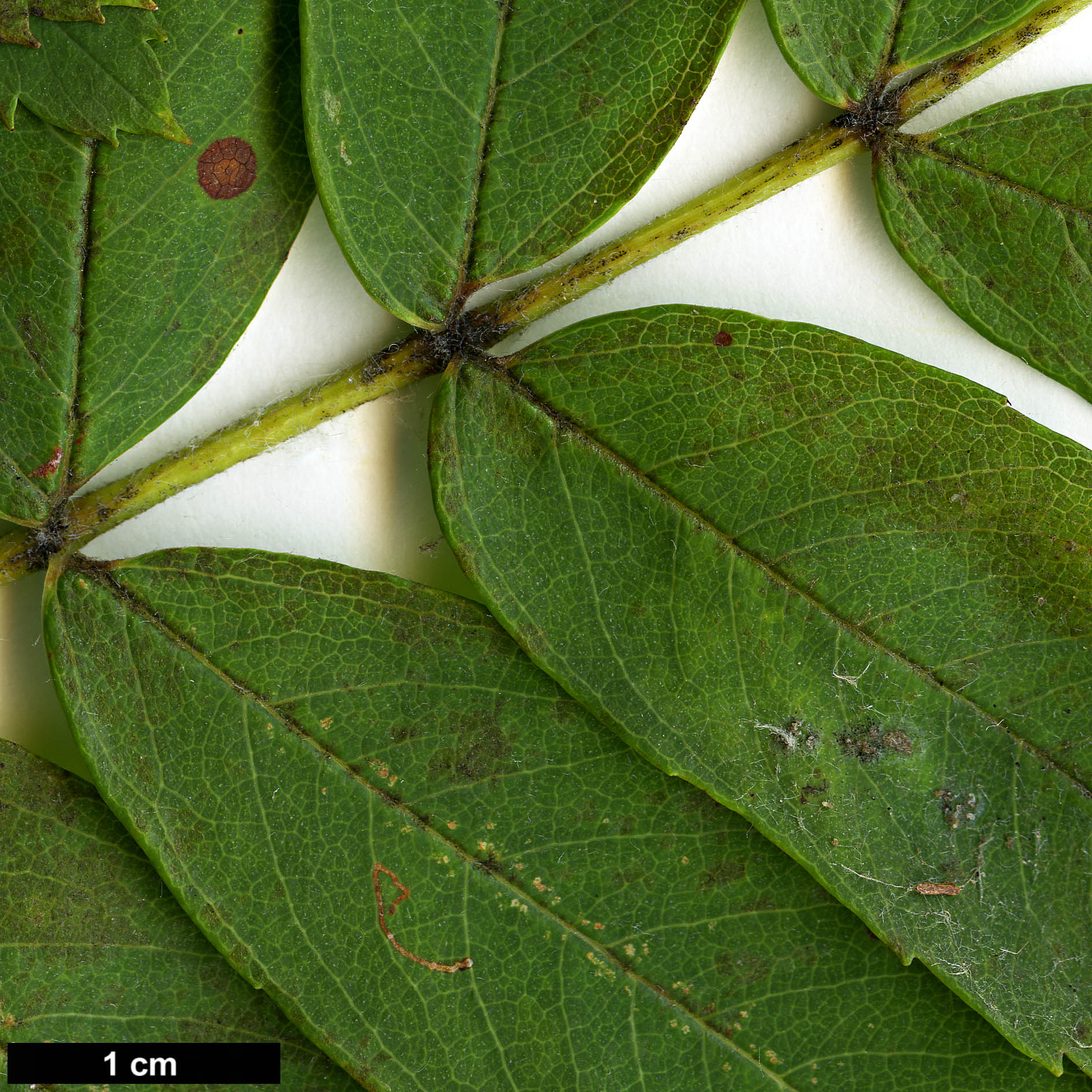High resolution image: Family: Rosaceae - Genus: Sorbus - Taxon: domestica High resolution image: Family: Rosaceae - Genus: Sorbus - Taxon: domestica