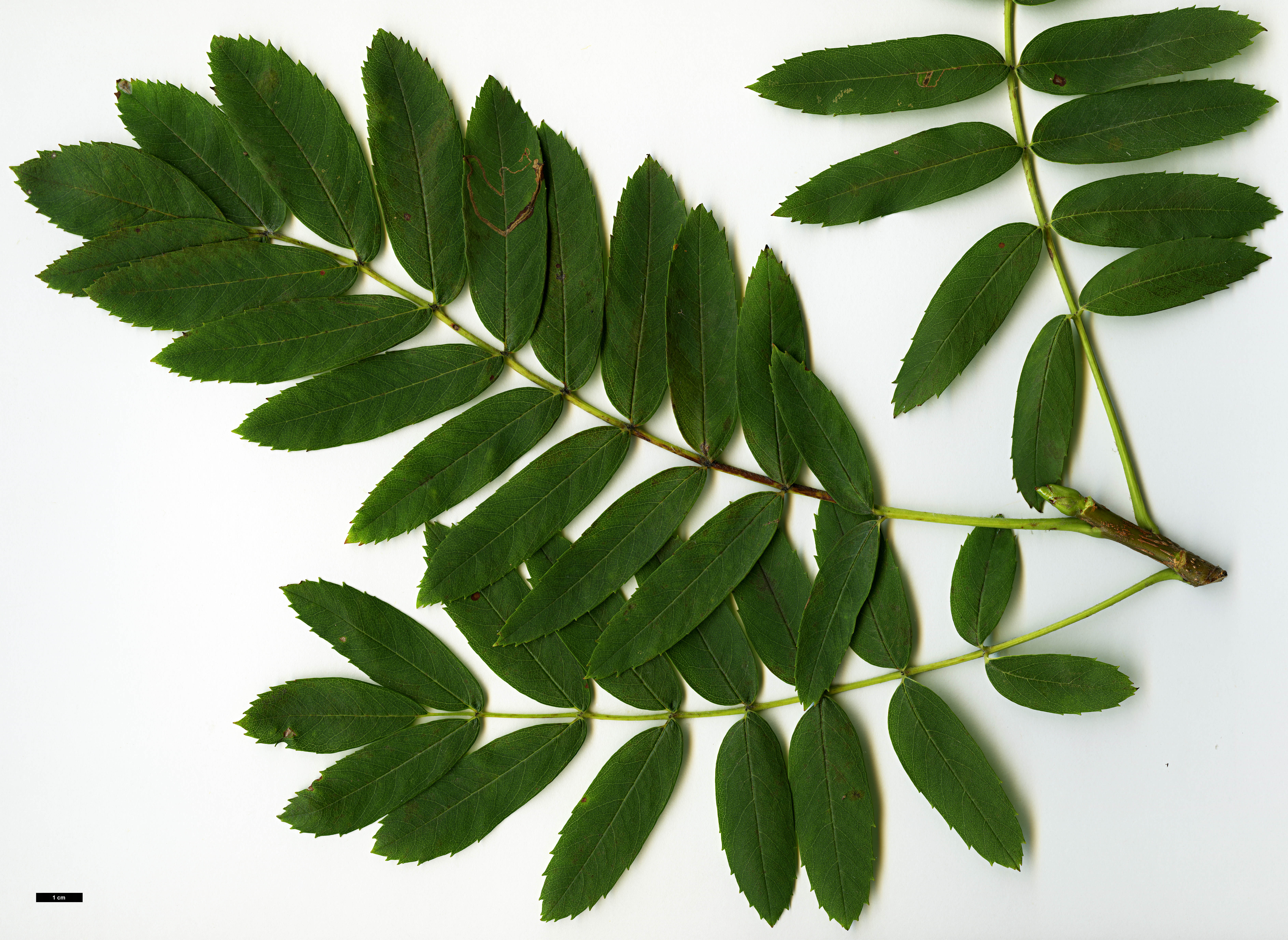 High resolution image: Family: Rosaceae - Genus: Sorbus - Taxon: domestica High resolution image: Family: Rosaceae - Genus: Sorbus - Taxon: domestica