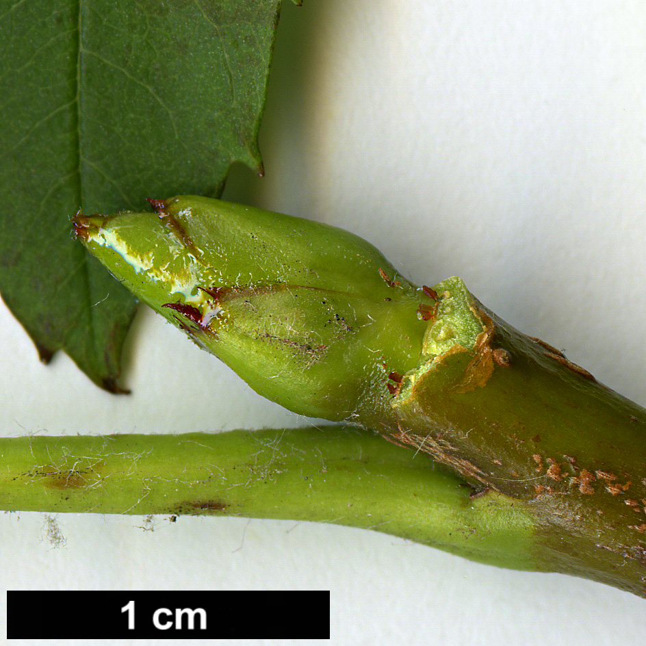 High resolution image: Family: Rosaceae - Genus: Sorbus - Taxon: domestica High resolution image: Family: Rosaceae - Genus: Sorbus - Taxon: domestica