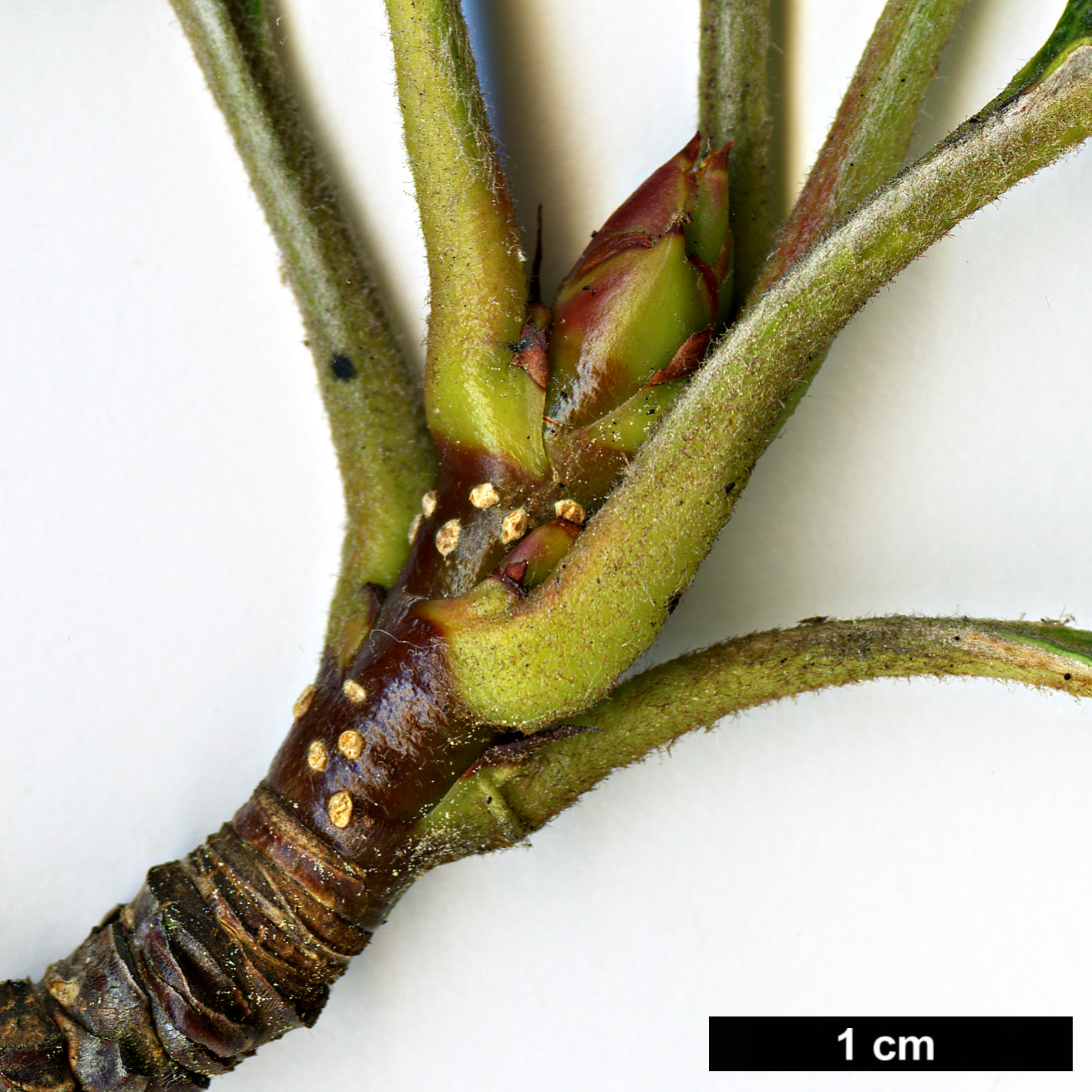 High resolution image: Family: Rosaceae - Genus: Sorbus - Taxon: dunnii