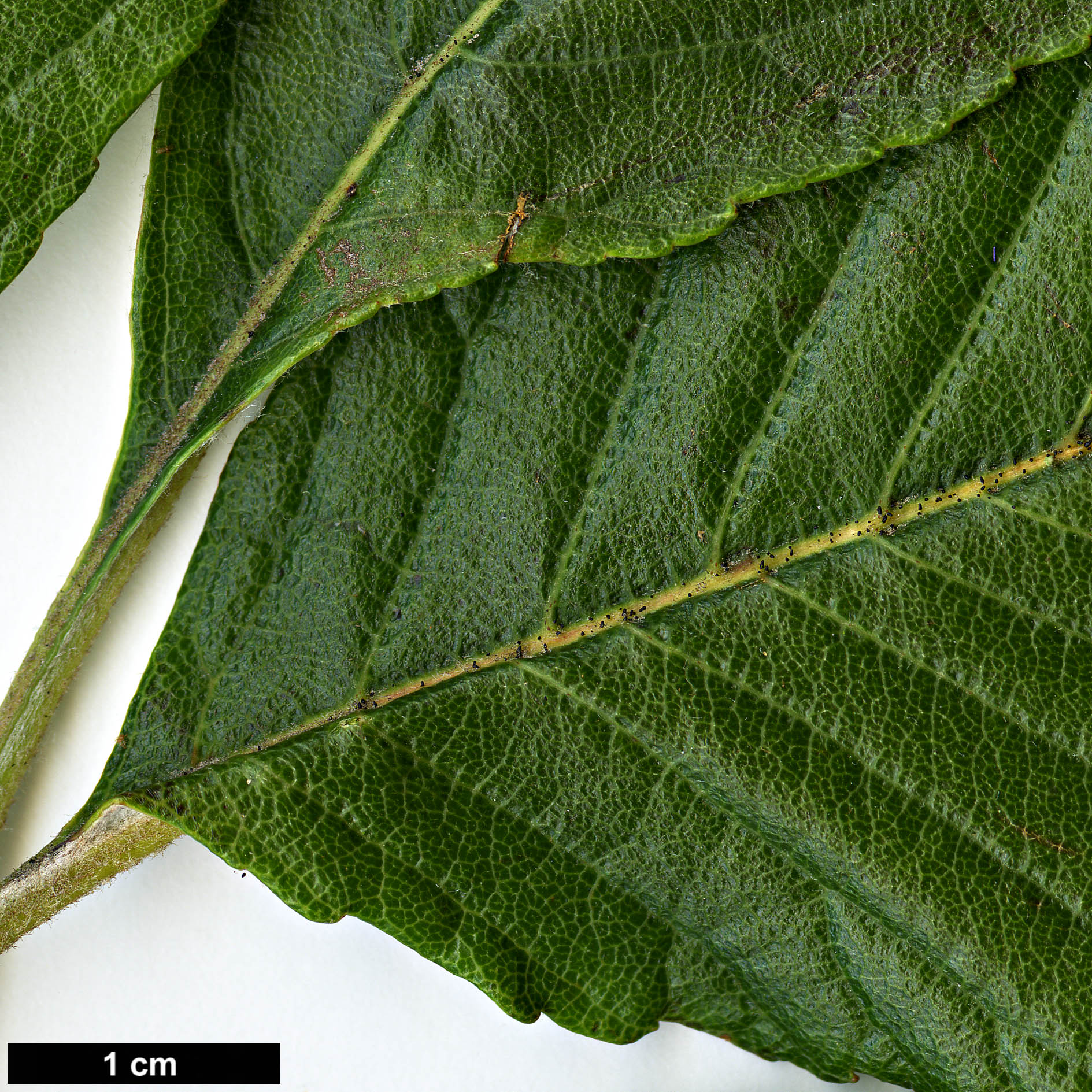 High resolution image: Family: Rosaceae - Genus: Sorbus - Taxon: dunnii