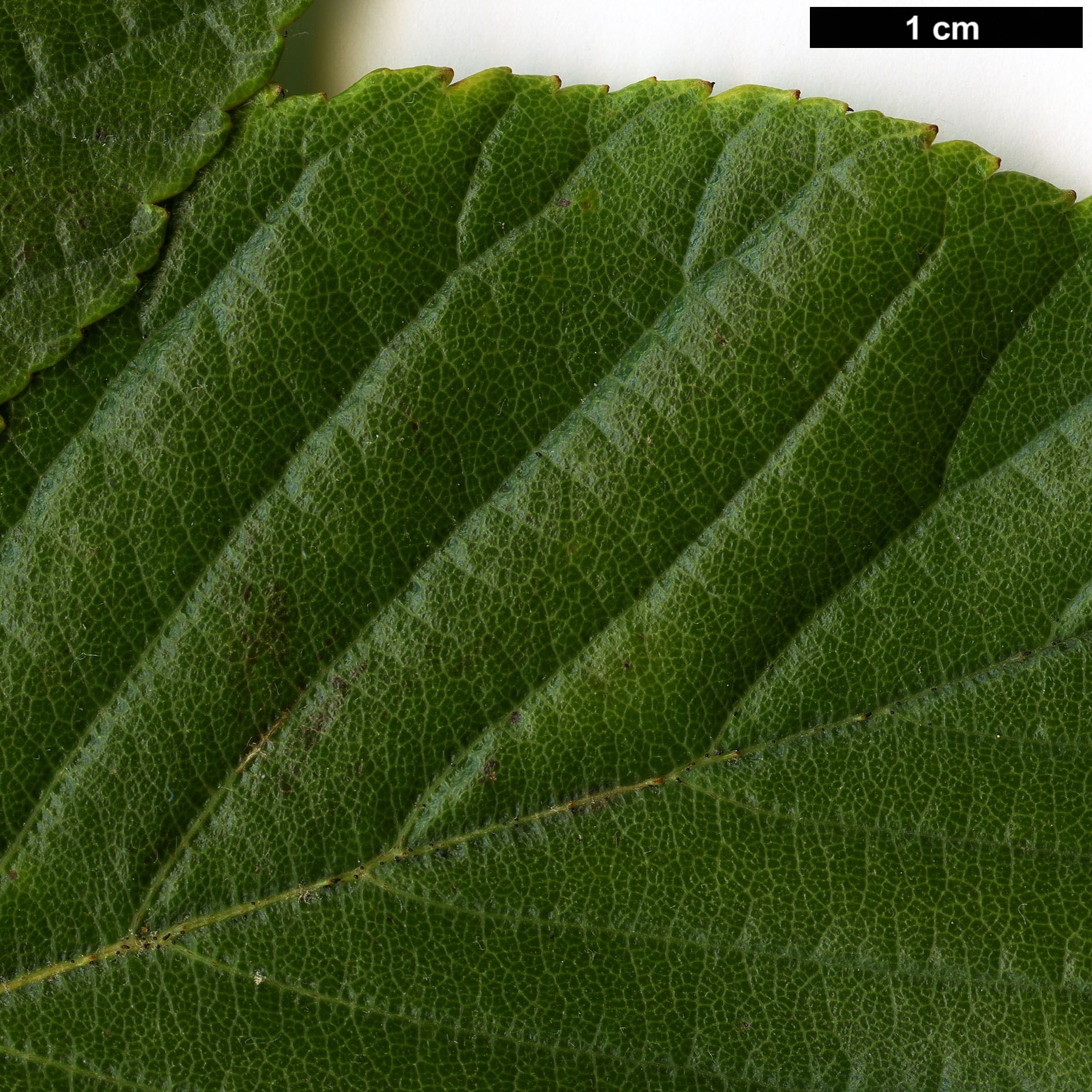 High resolution image: Family: Rosaceae - Genus: Sorbus - Taxon: dunnii