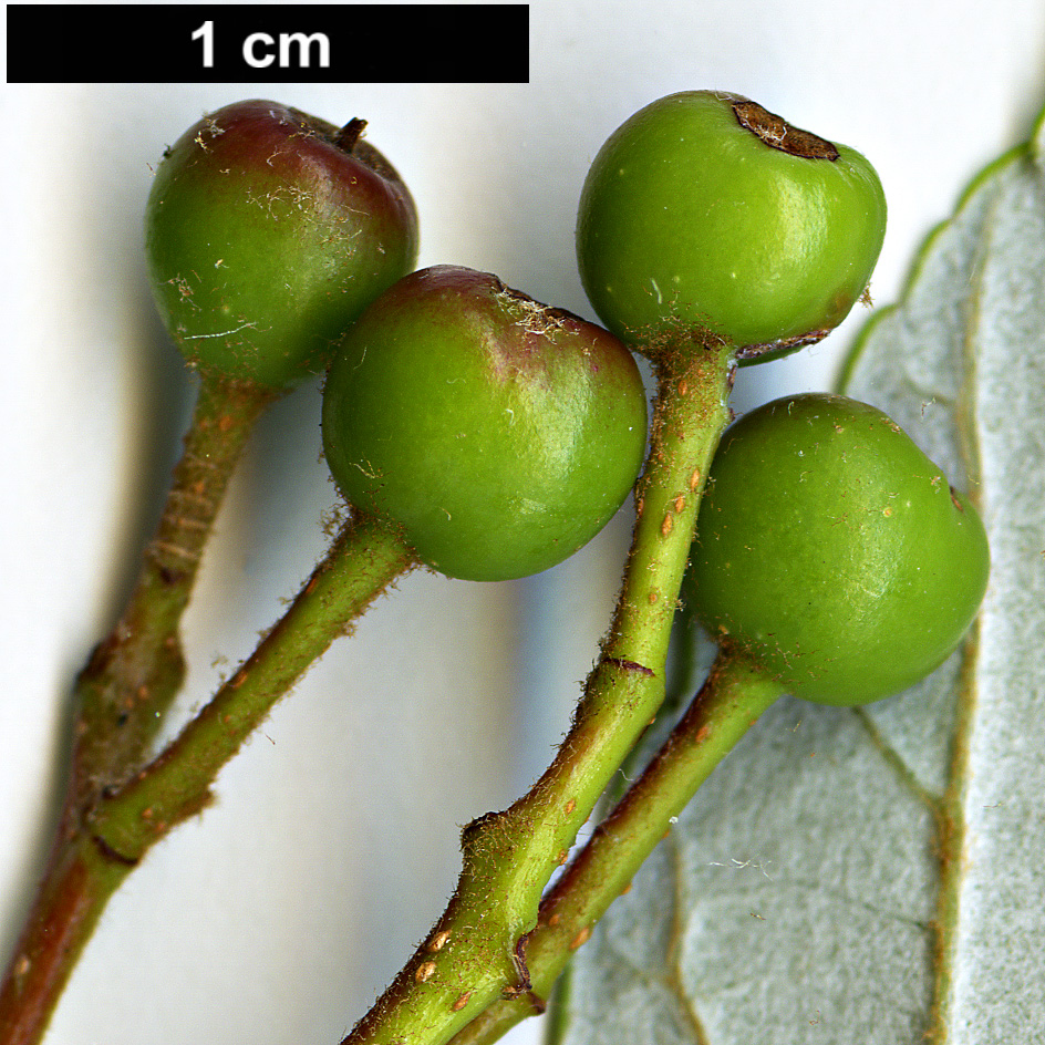 High resolution image: Family: Rosaceae - Genus: Sorbus - Taxon: dunnii