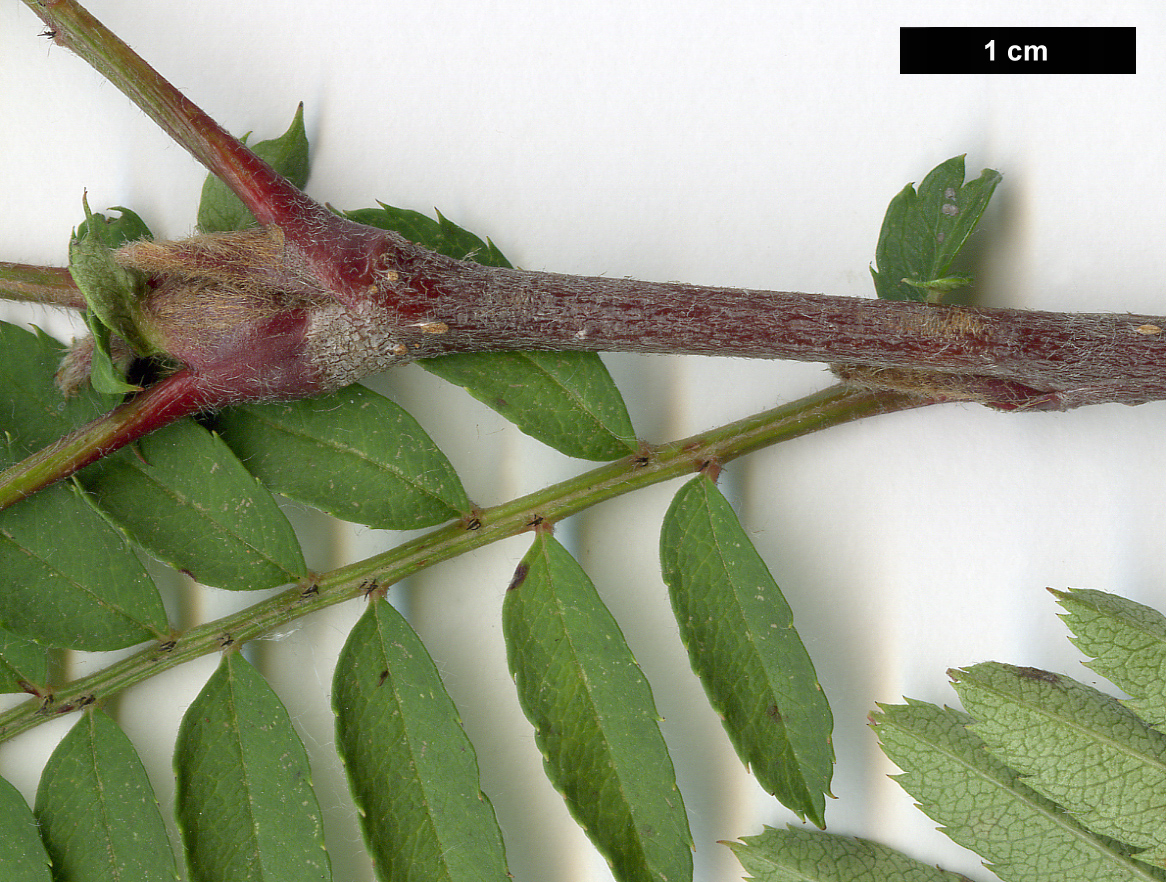 High resolution image: Family: Rosaceae - Genus: Sorbus - Taxon: eburnea