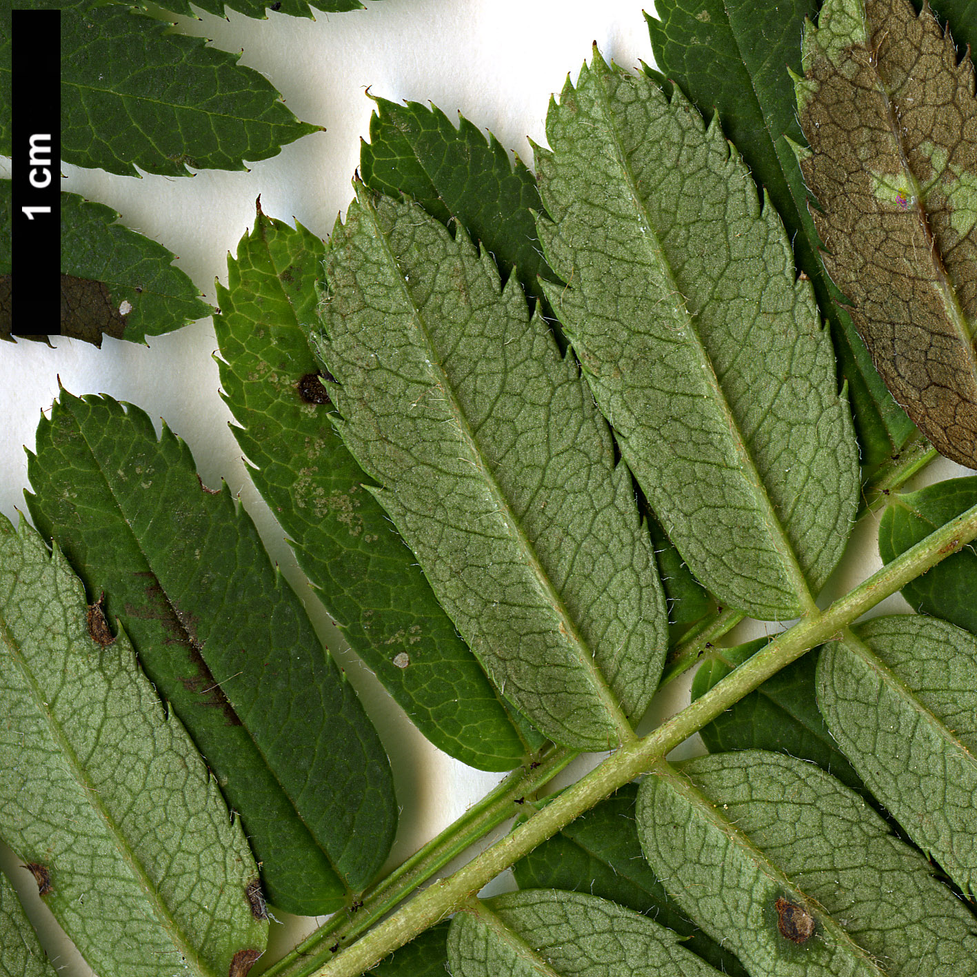 High resolution image: Family: Rosaceae - Genus: Sorbus - Taxon: eburnea