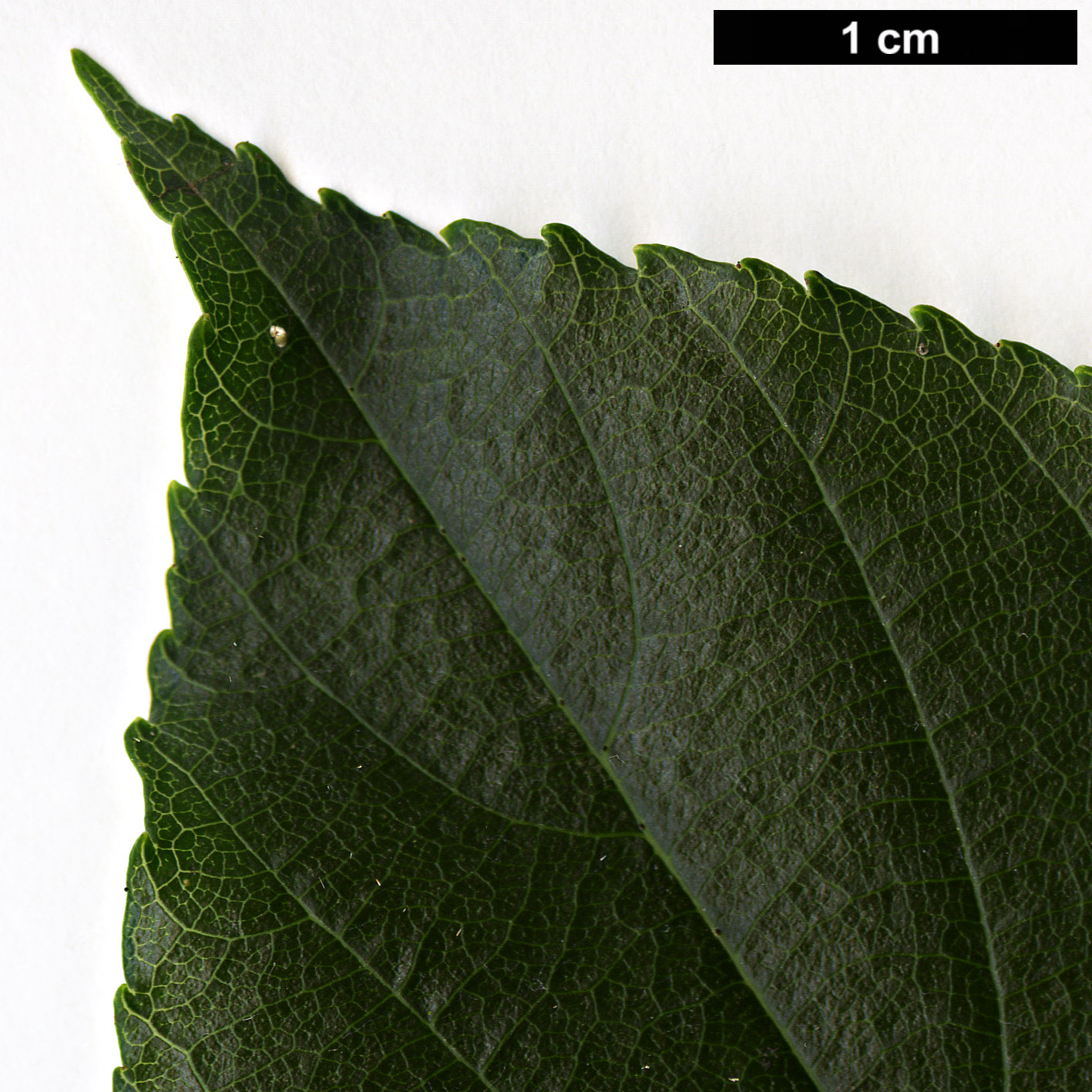 High resolution image: Family: Rosaceae - Genus: Sorbus - Taxon: eleonorae High resolution image: Family: Rosaceae - Genus: Sorbus - Taxon: eleonorae