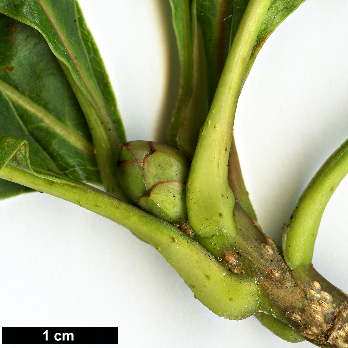 High resolution image: Family: Rosaceae - Genus: Sorbus - Taxon: eleonorae High resolution image: Family: Rosaceae - Genus: Sorbus - Taxon: eleonorae