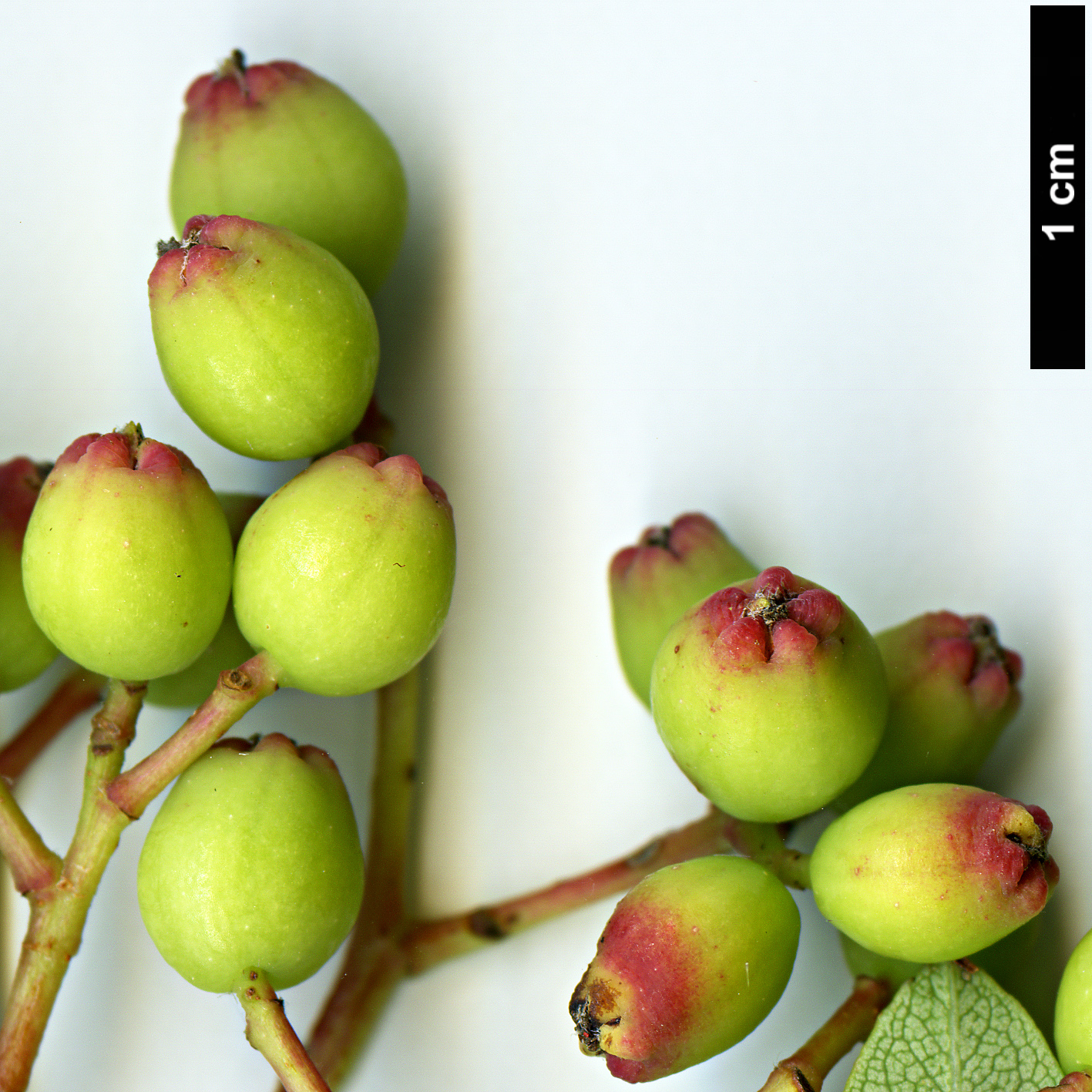 High resolution image: Family: Rosaceae - Genus: Sorbus - Taxon: ellipsoidalis