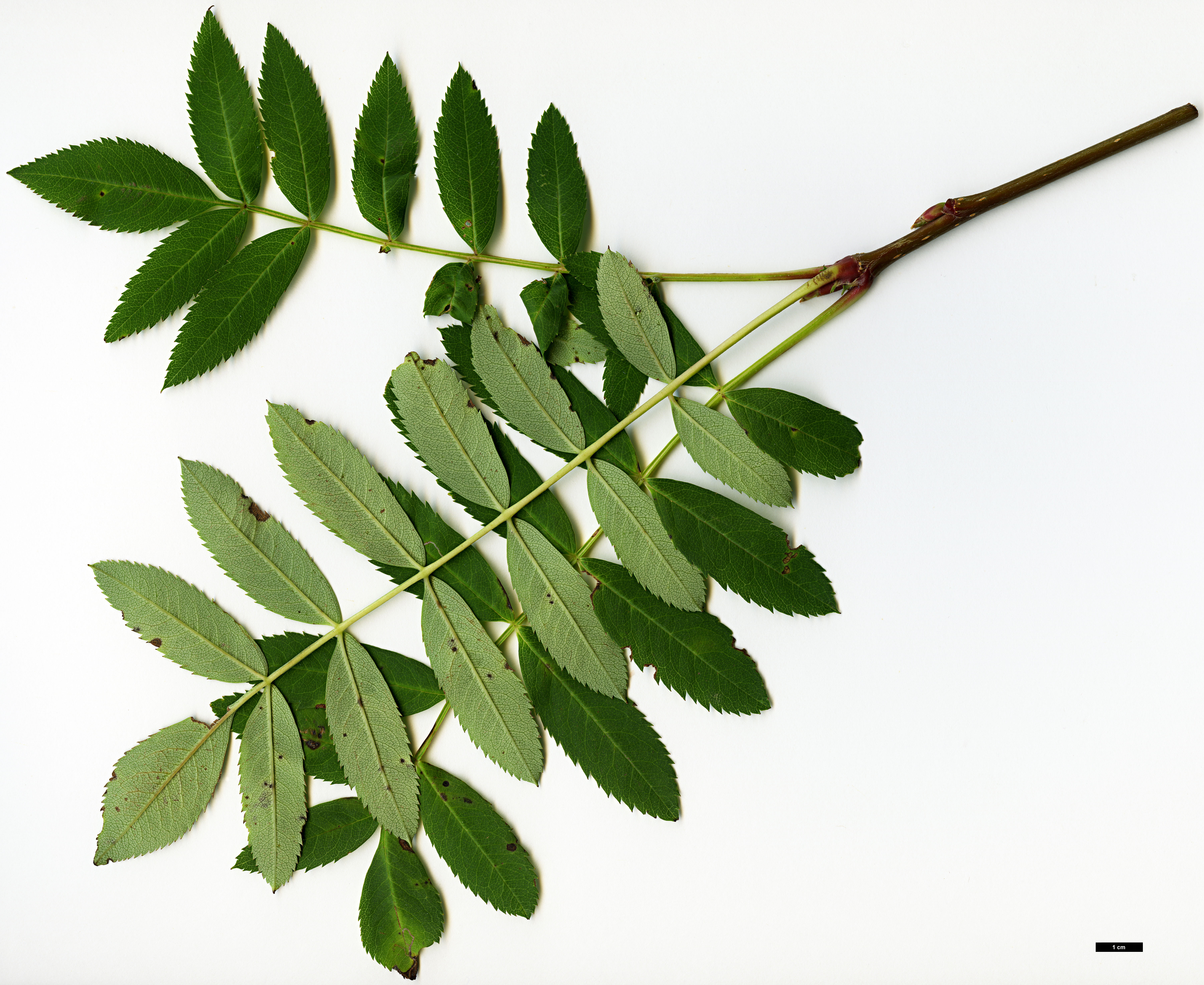 High resolution image: Family: Rosaceae - Genus: Sorbus - Taxon: ellipsoidalis