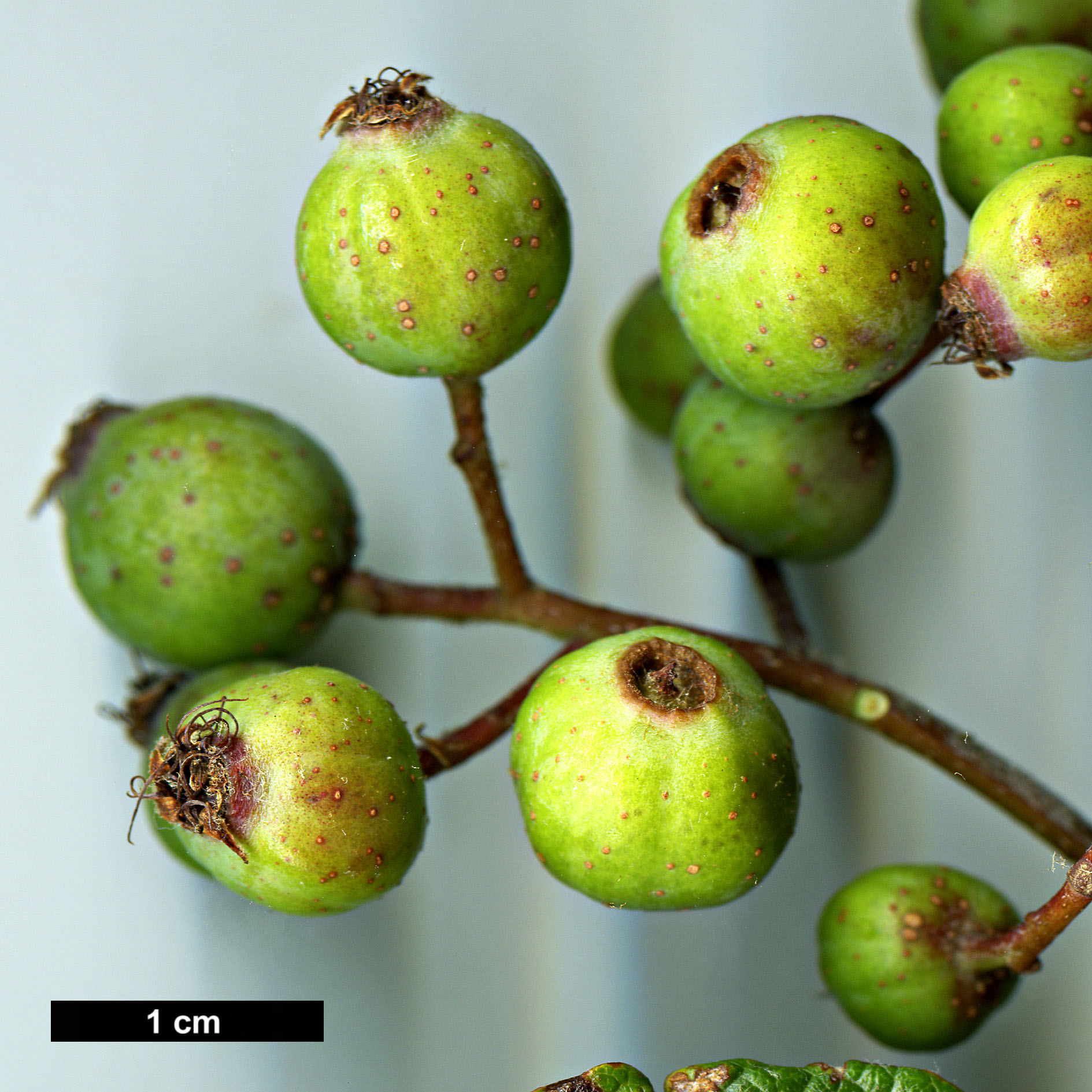 High resolution image: Family: Rosaceae - Genus: Sorbus - Taxon: epidendron