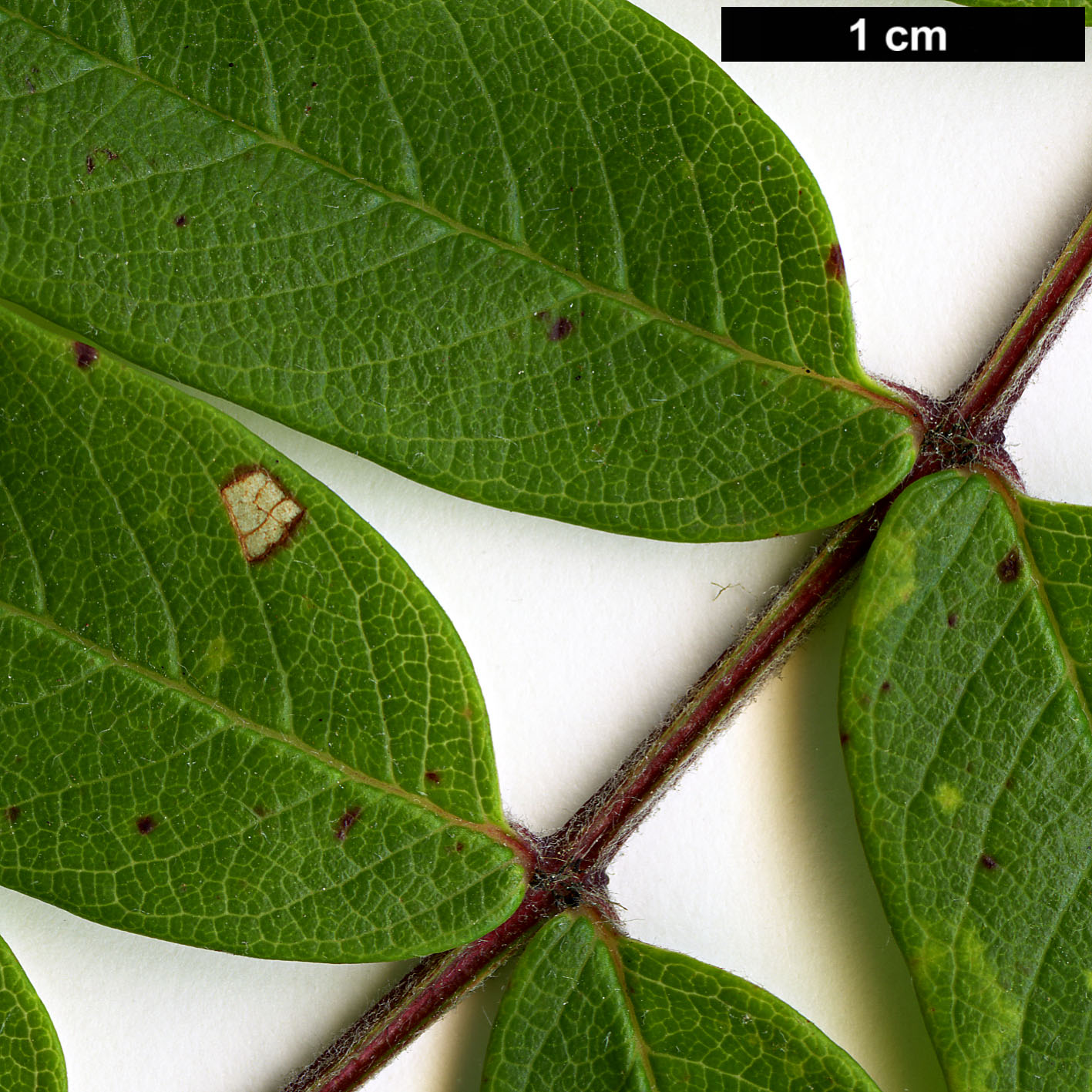High resolution image: Family: Rosaceae - Genus: Sorbus - Taxon: esserteauiana High resolution image: Family: Rosaceae - Genus: Sorbus - Taxon: esserteauiana