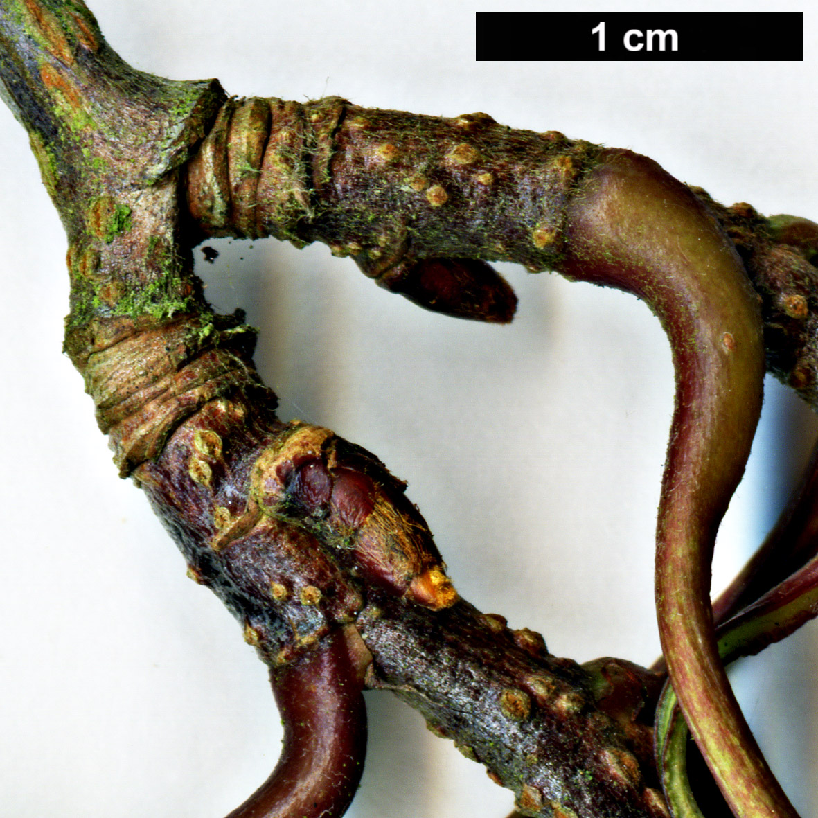 High resolution image: Family: Rosaceae - Genus: Sorbus - Taxon: fansipanensis