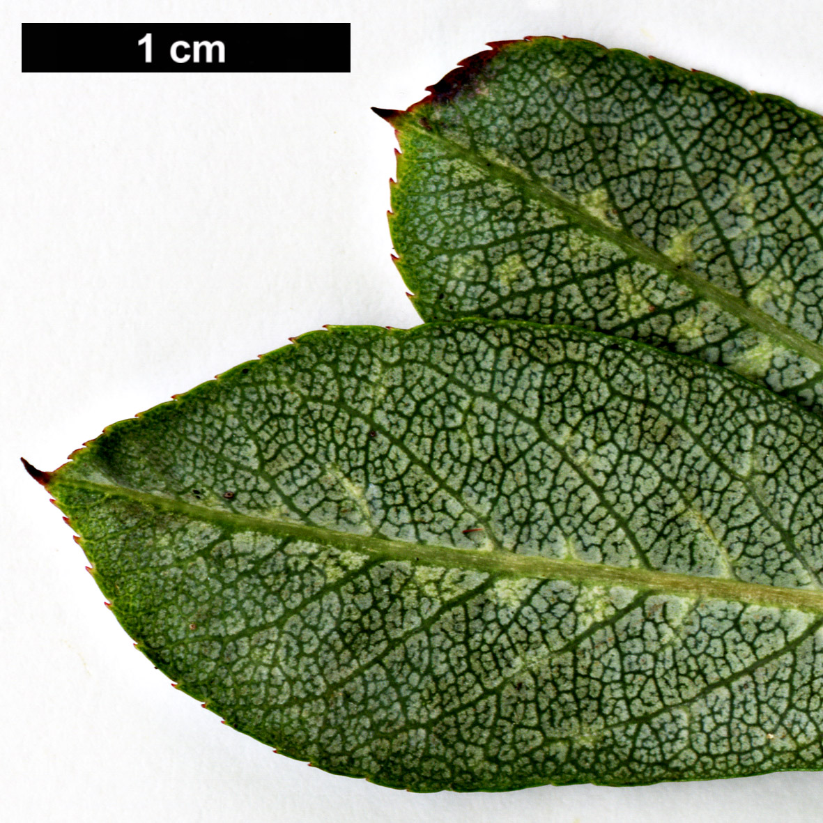 High resolution image: Family: Rosaceae - Genus: Sorbus - Taxon: fansipanensis