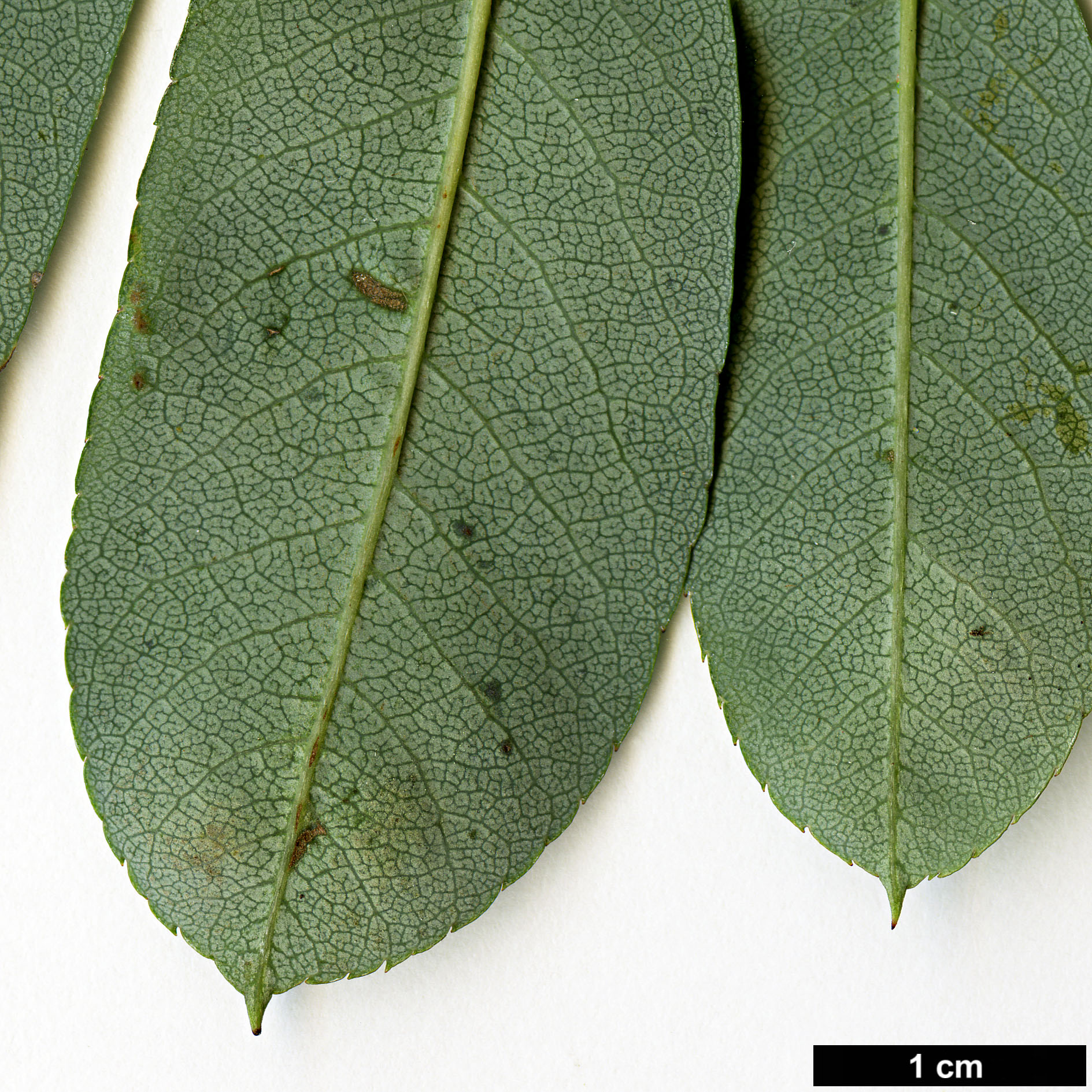 High resolution image: Family: Rosaceae - Genus: Sorbus - Taxon: fansipanensis