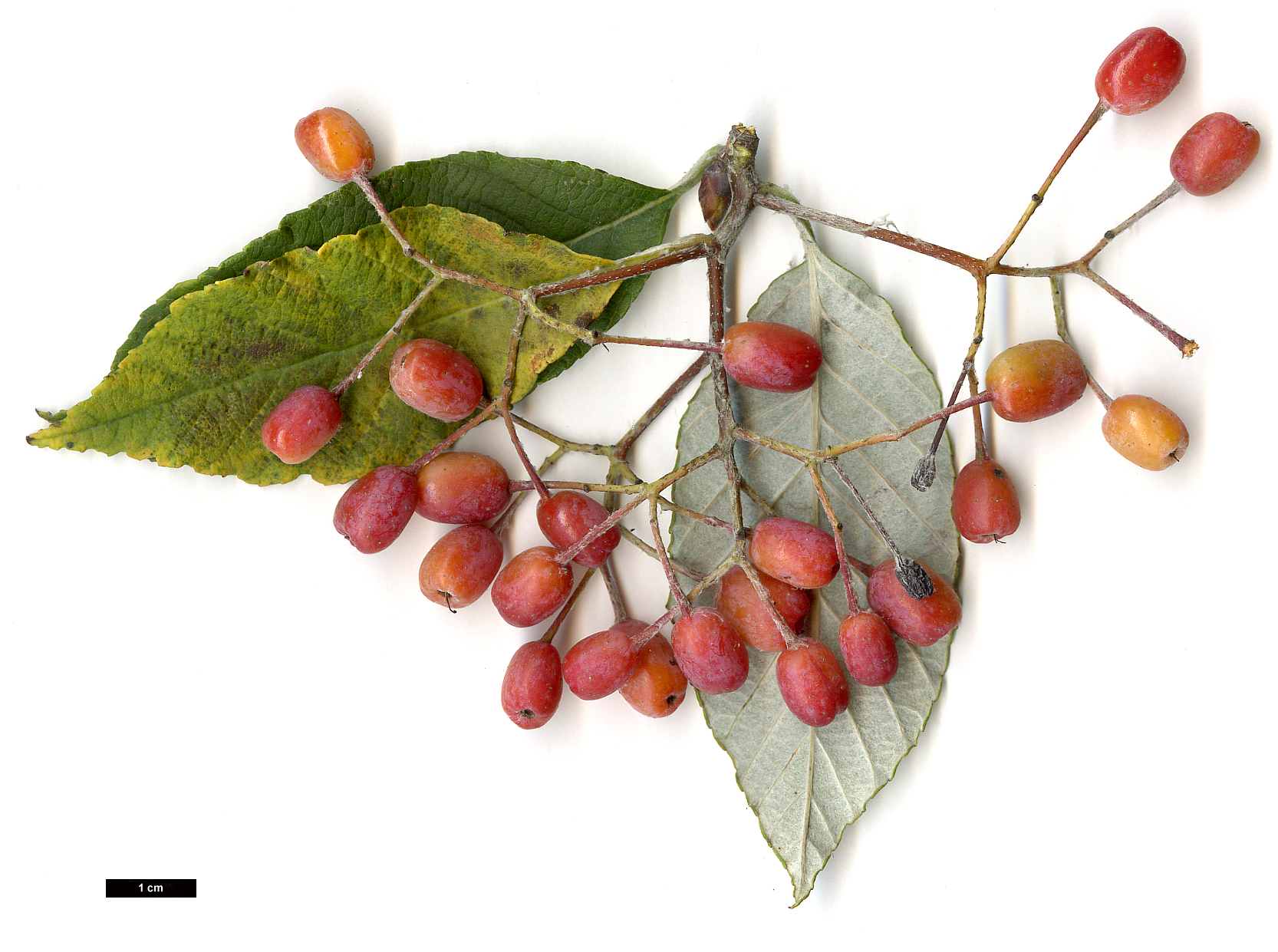 High resolution image: Family: Rosaceae - Genus: Sorbus - Taxon: folgneri