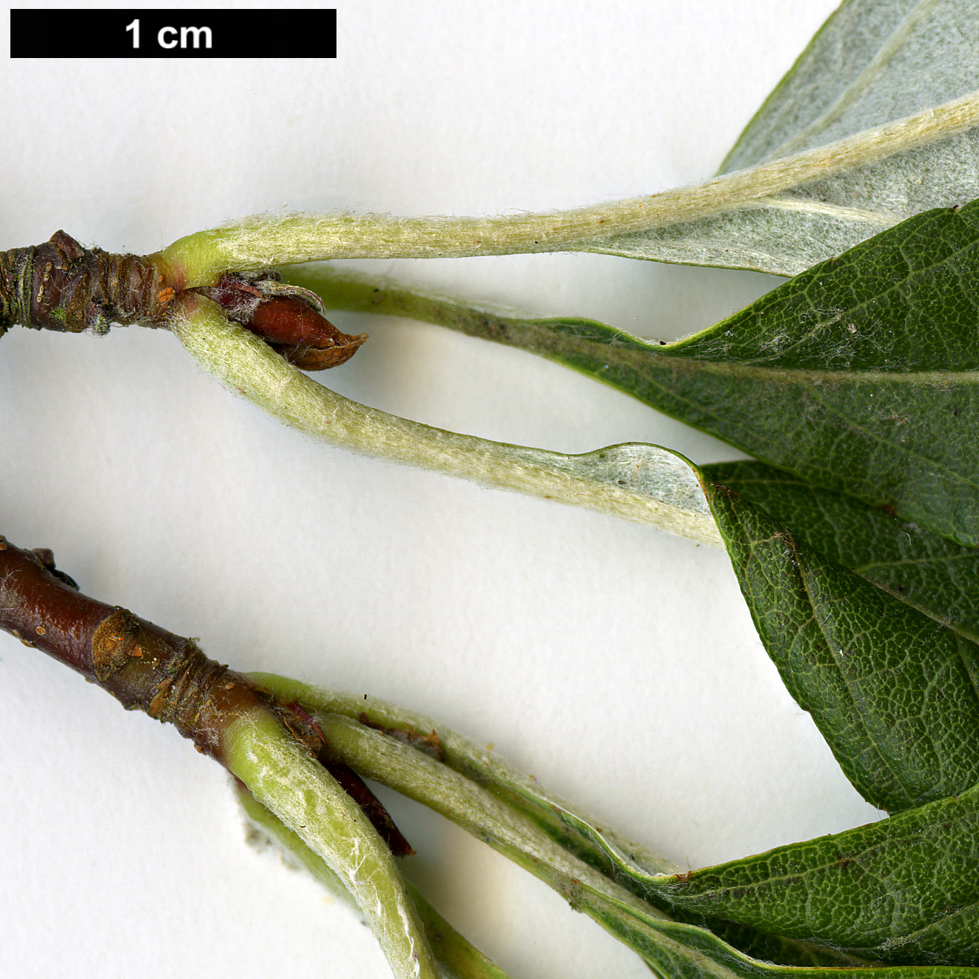 High resolution image: Family: Rosaceae - Genus: Sorbus - Taxon: folgneri