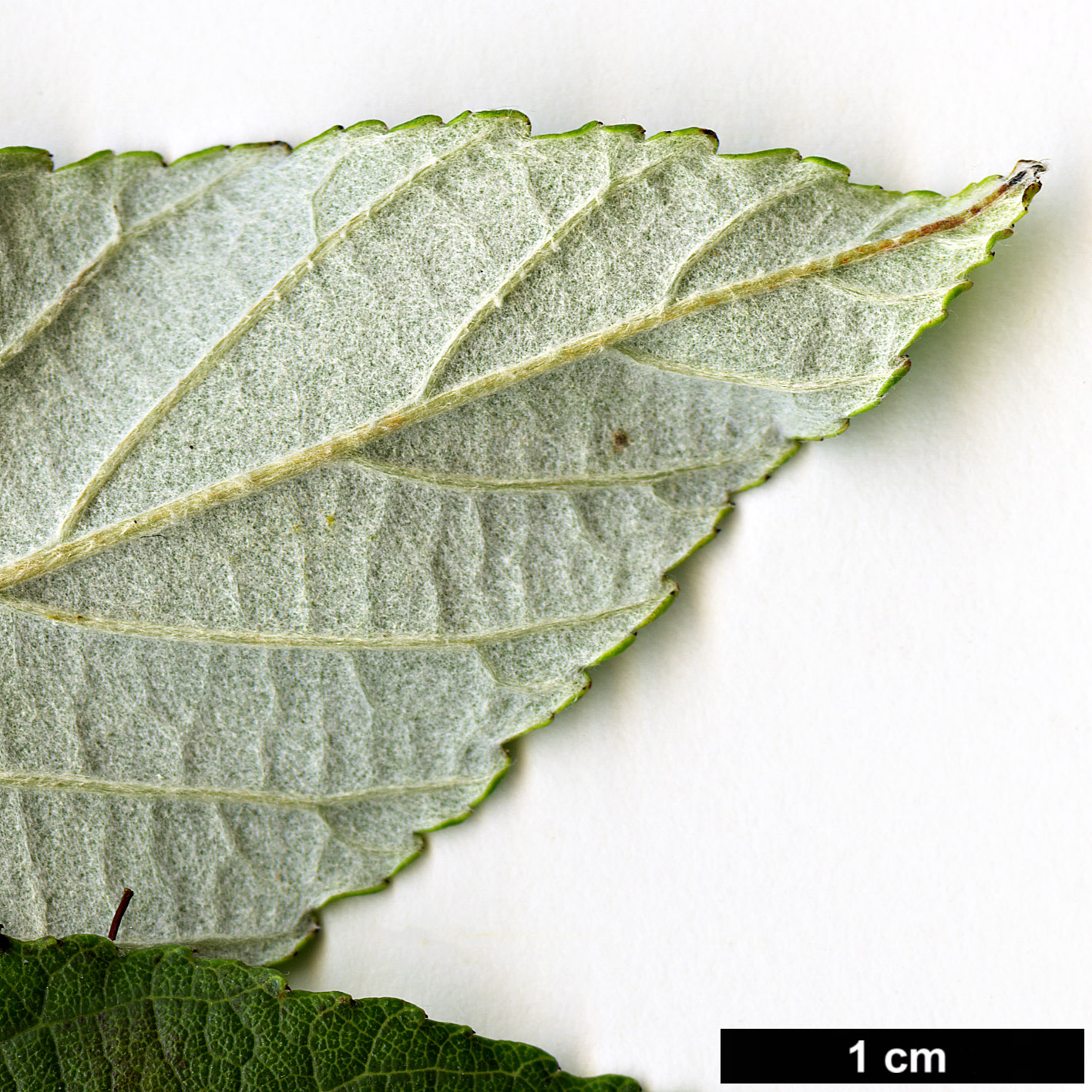 High resolution image: Family: Rosaceae - Genus: Sorbus - Taxon: folgneri