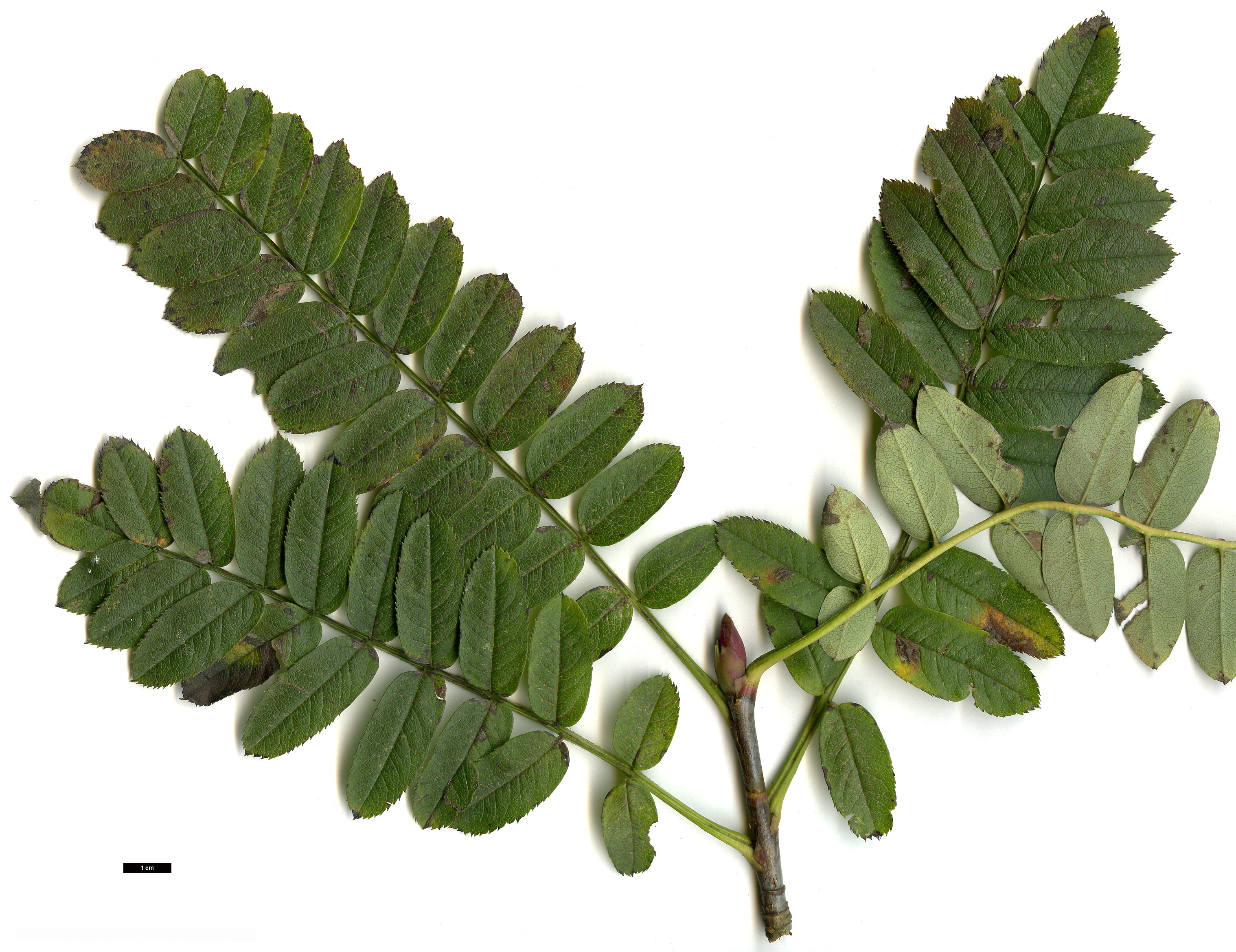 High resolution image: Family: Rosaceae - Genus: Sorbus - Taxon: foliolosa High resolution image: Family: Rosaceae - Genus: Sorbus - Taxon: foliolosa