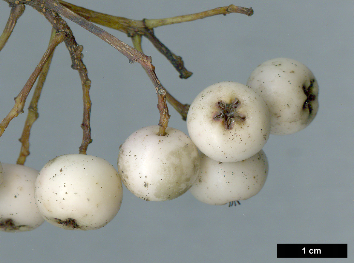 High resolution image: Family: Rosaceae - Genus: Sorbus - Taxon: foliolosa