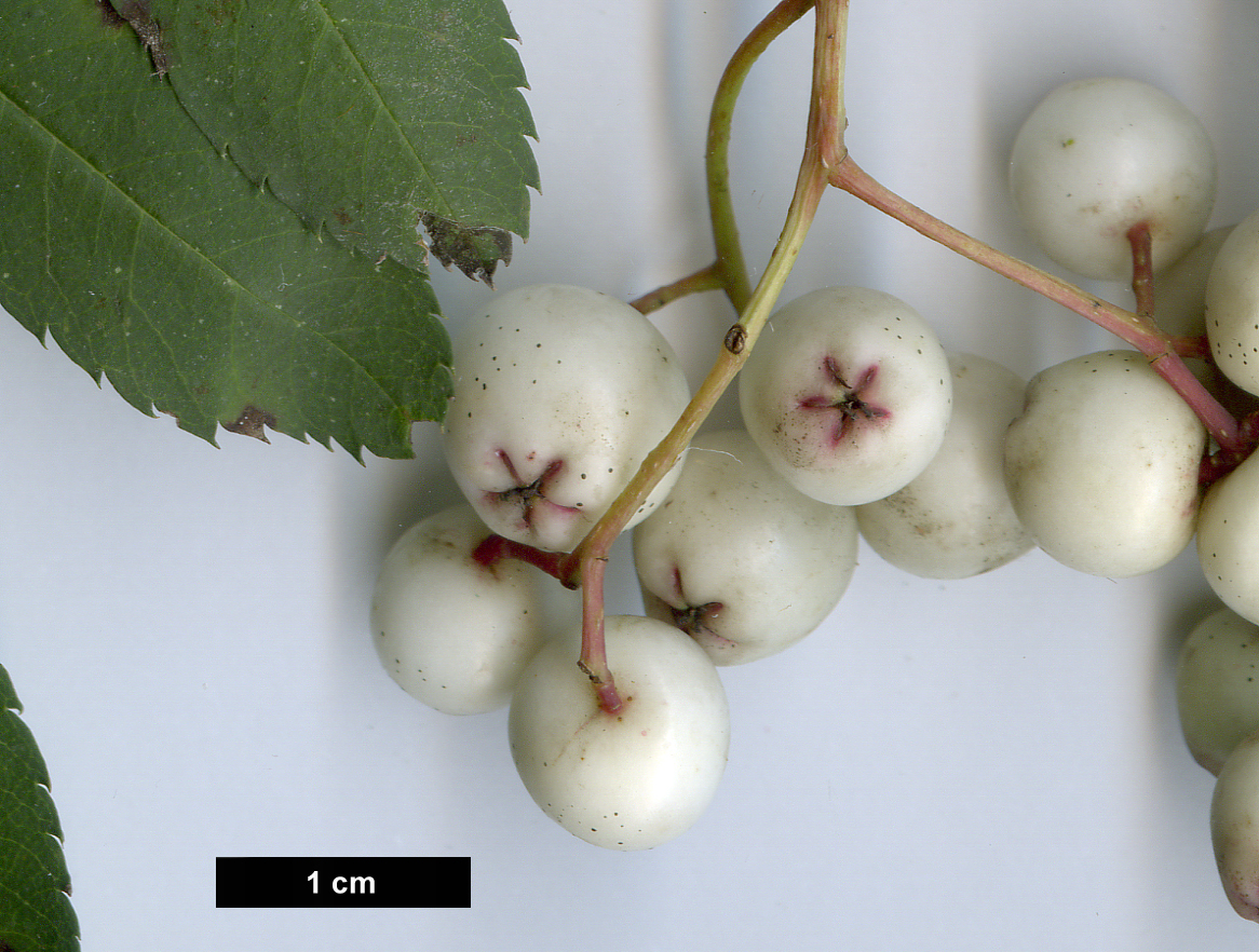 High resolution image: Family: Rosaceae - Genus: Sorbus - Taxon: forrestii