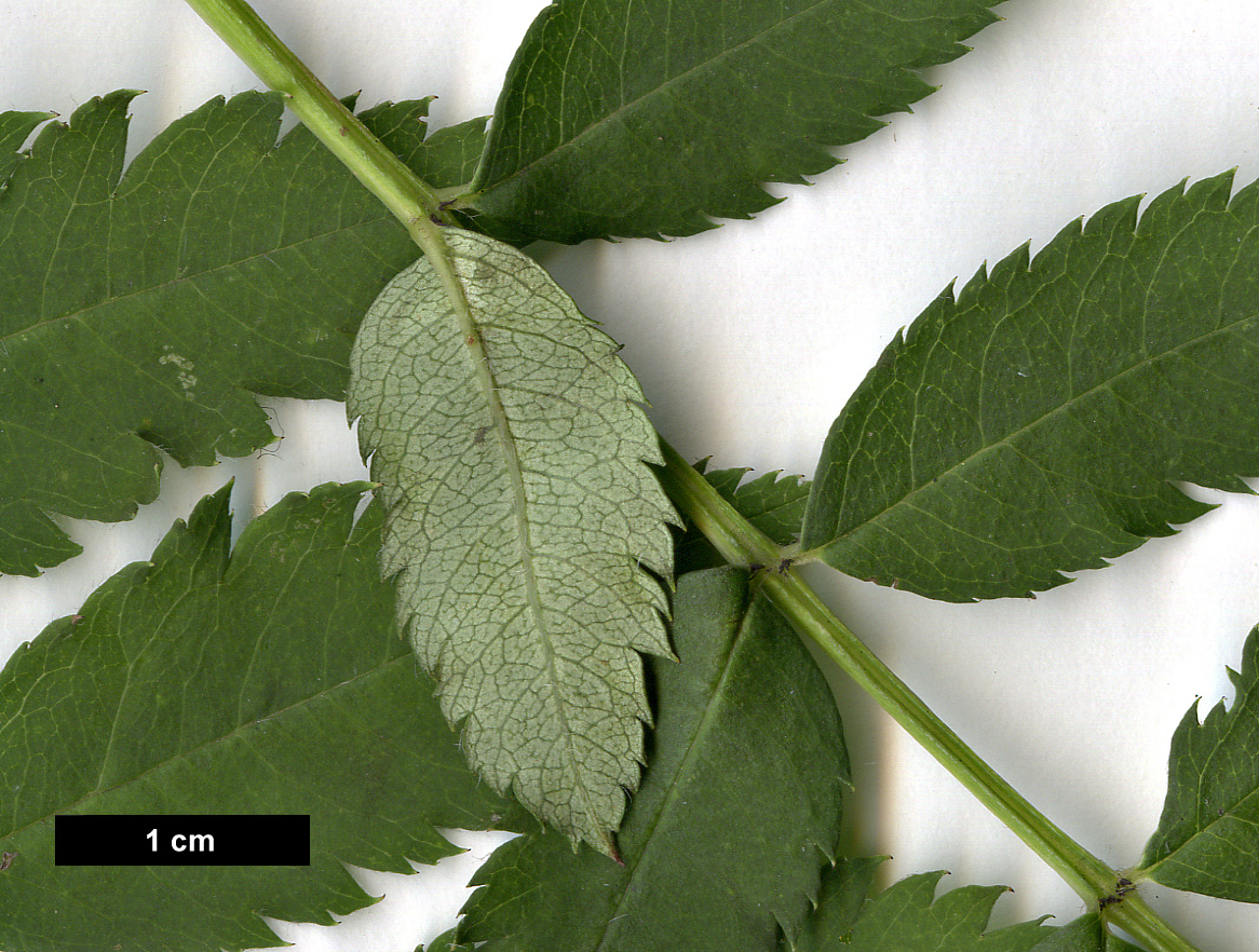 High resolution image: Family: Rosaceae - Genus: Sorbus - Taxon: forrestii