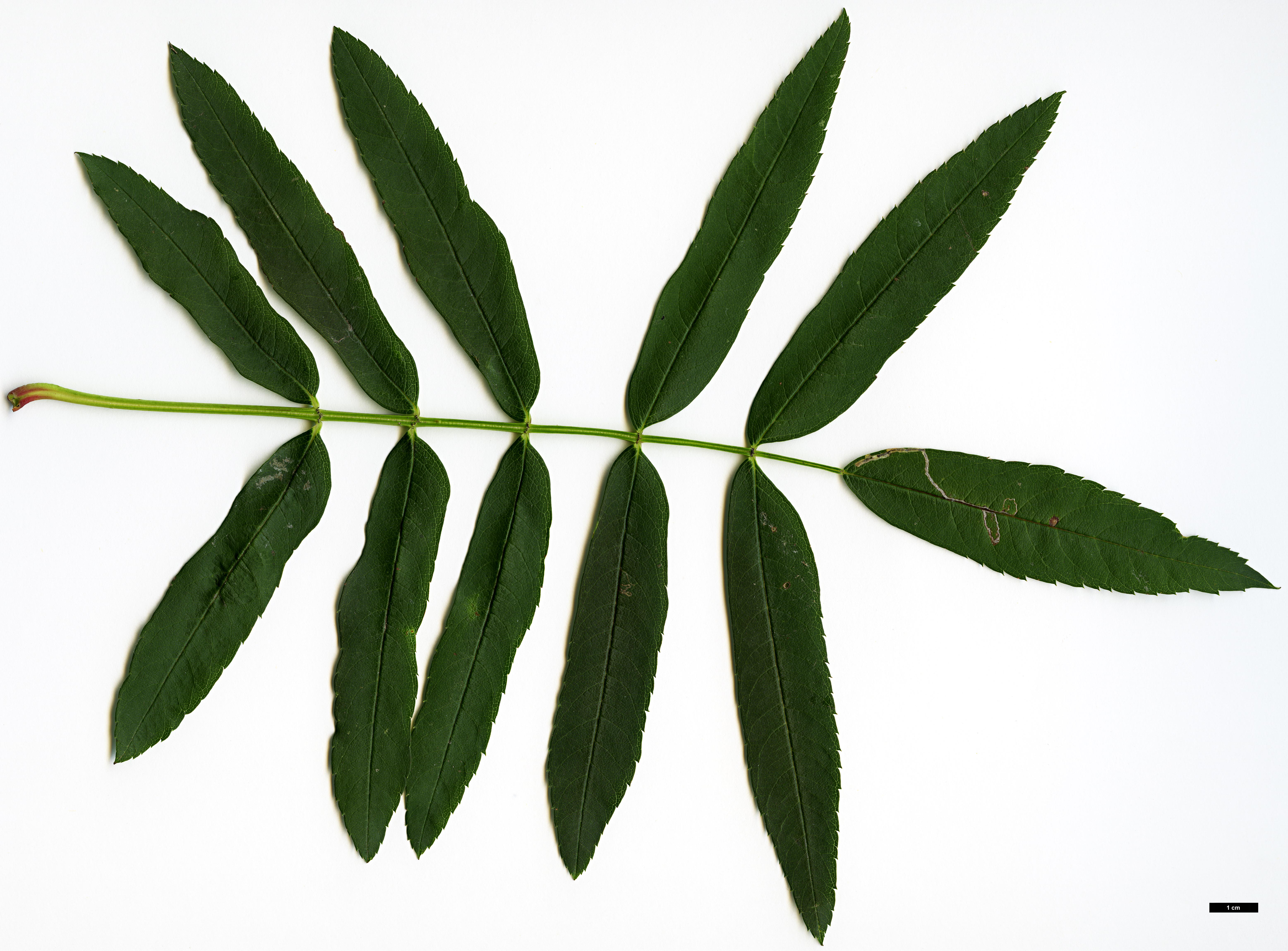 High resolution image: Family: Rosaceae - Genus: Sorbus - Taxon: fosteri High resolution image: Family: Rosaceae - Genus: Sorbus - Taxon: fosteri