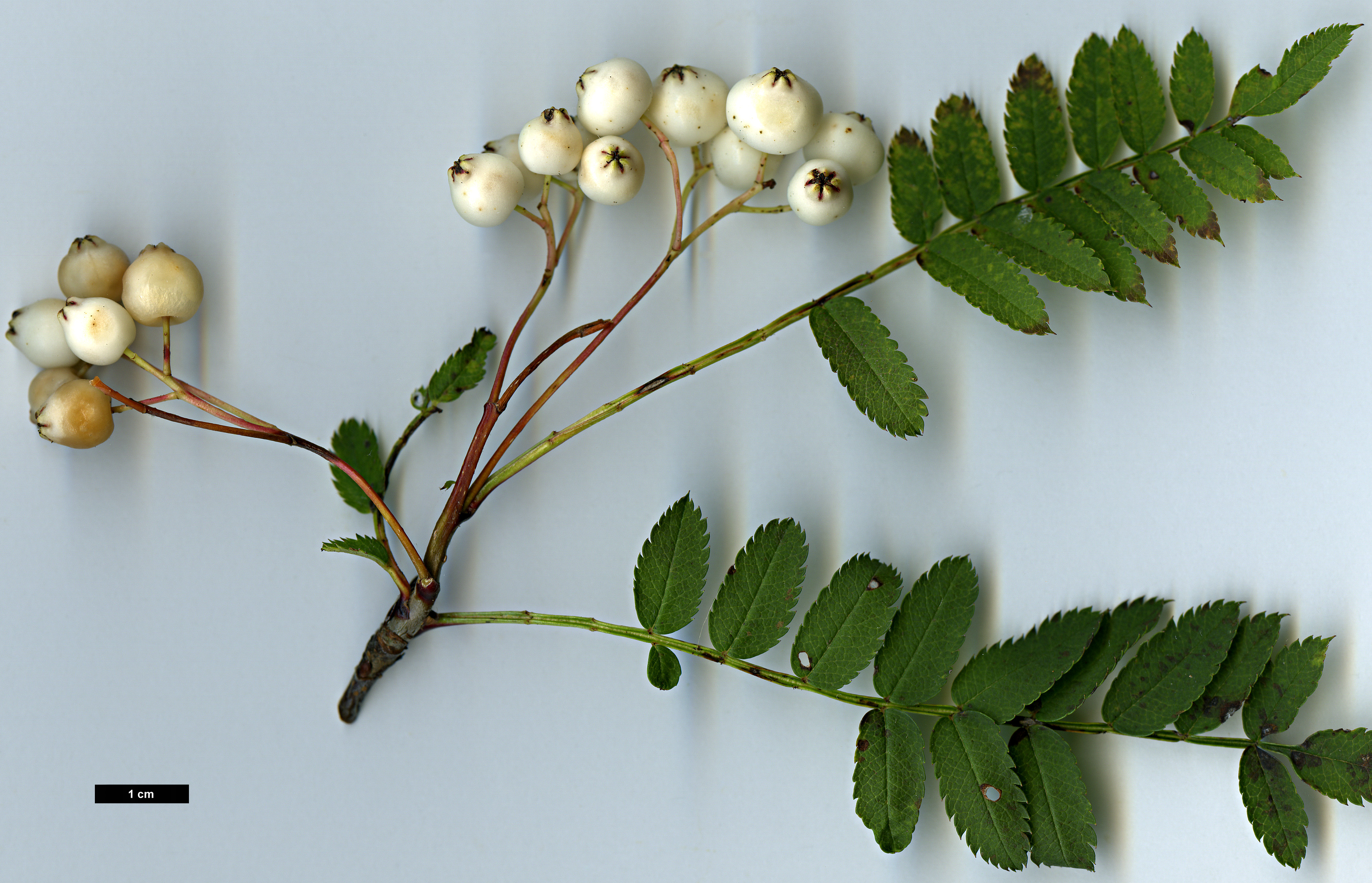 High resolution image: Family: Rosaceae - Genus: Sorbus - Taxon: frutescens