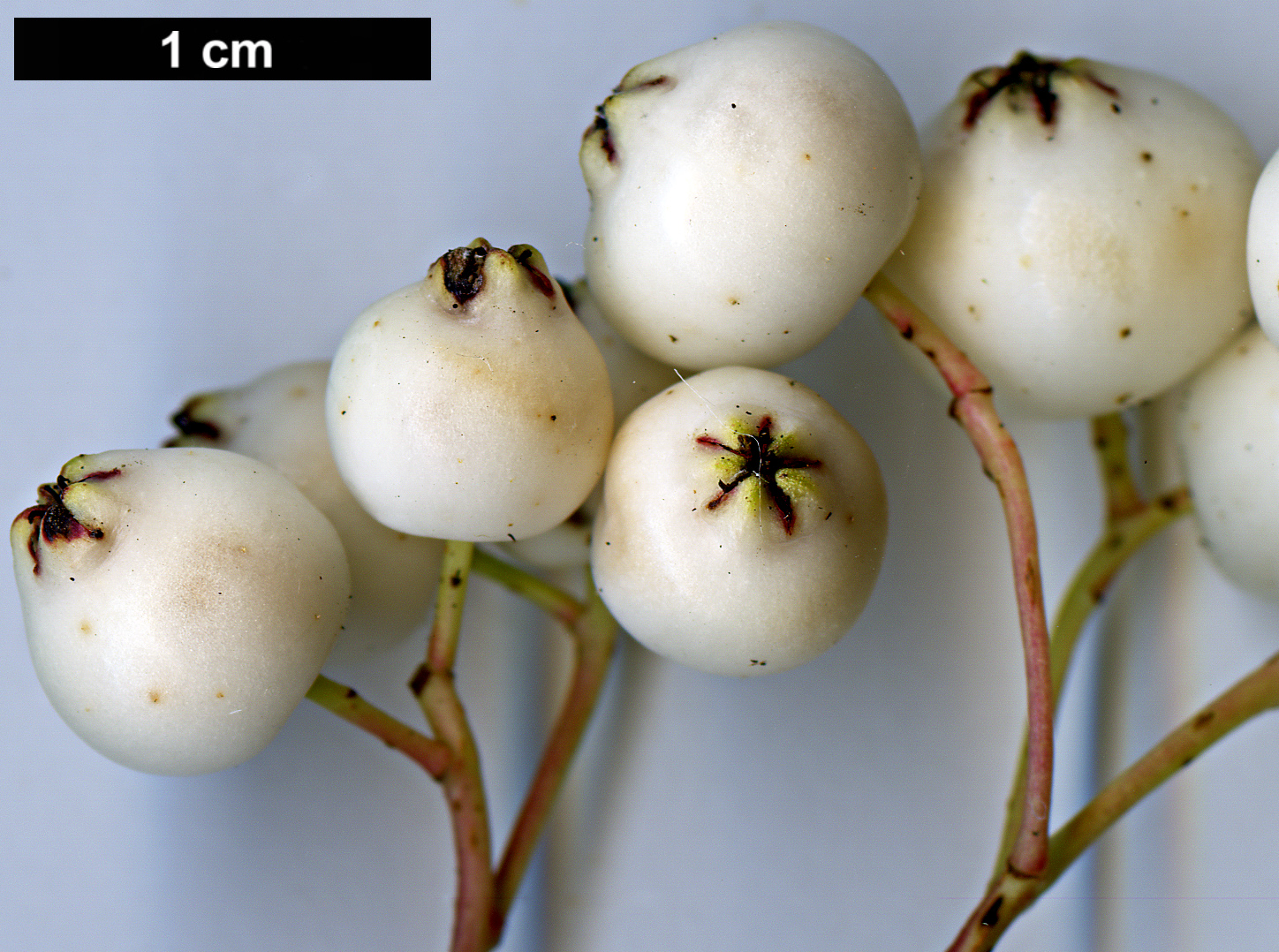 High resolution image: Family: Rosaceae - Genus: Sorbus - Taxon: frutescens