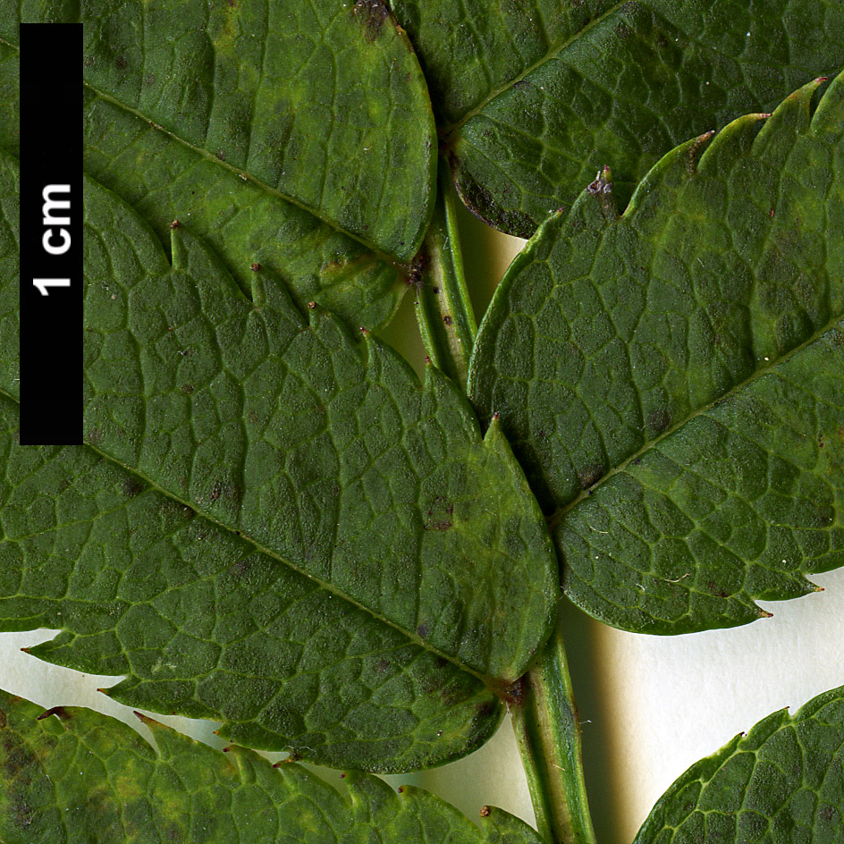 High resolution image: Family: Rosaceae - Genus: Sorbus - Taxon: frutescens