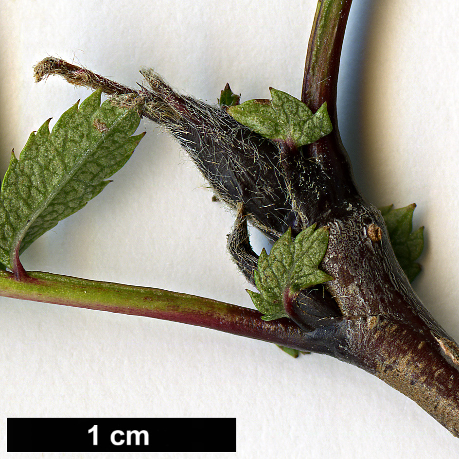 High resolution image: Family: Rosaceae - Genus: Sorbus - Taxon: frutescens
