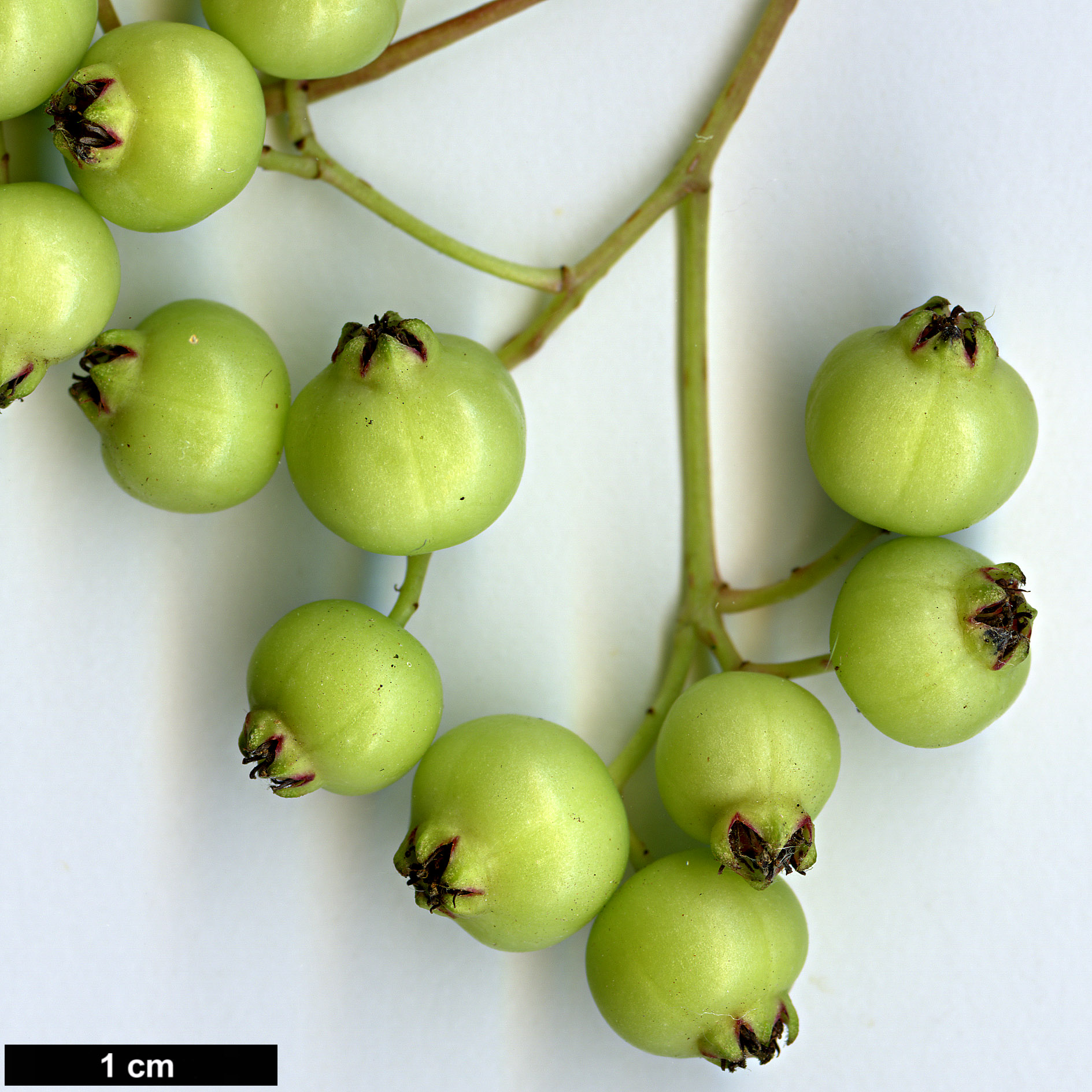 High resolution image: Family: Rosaceae - Genus: Sorbus - Taxon: frutescens