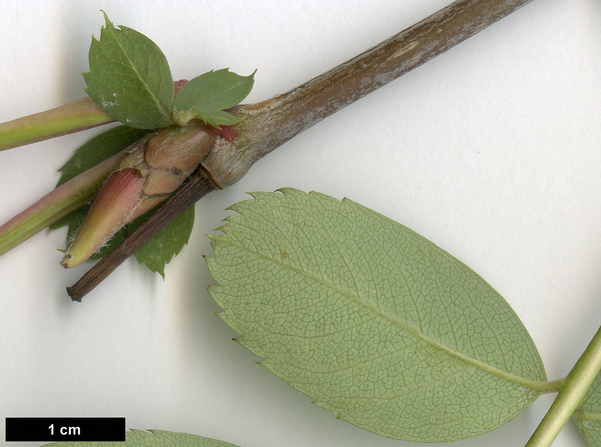 High resolution image: Family: Rosaceae - Genus: Sorbus - Taxon: glabriuscula