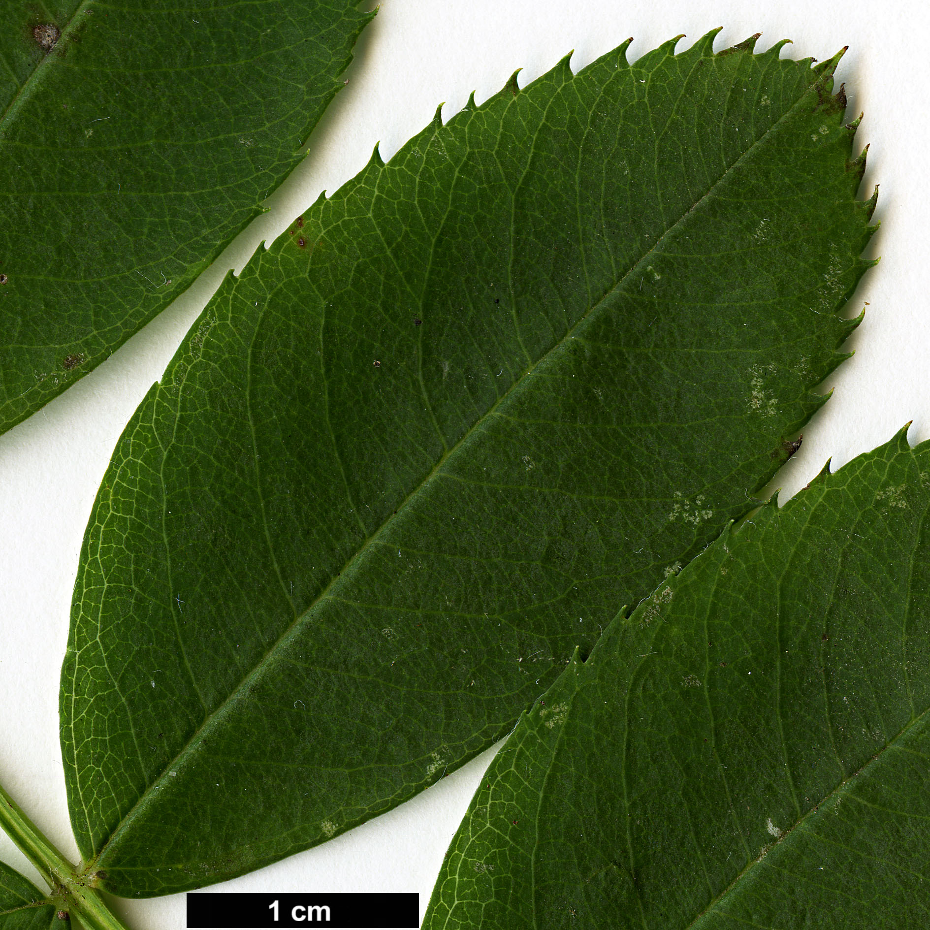 High resolution image: Family: Rosaceae - Genus: Sorbus - Taxon: glabriuscula