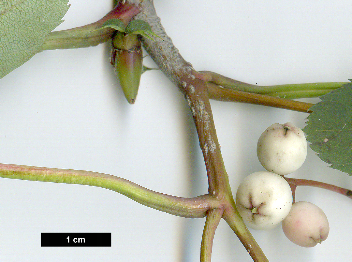 High resolution image: Family: Rosaceae - Genus: Sorbus - Taxon: glabriuscula