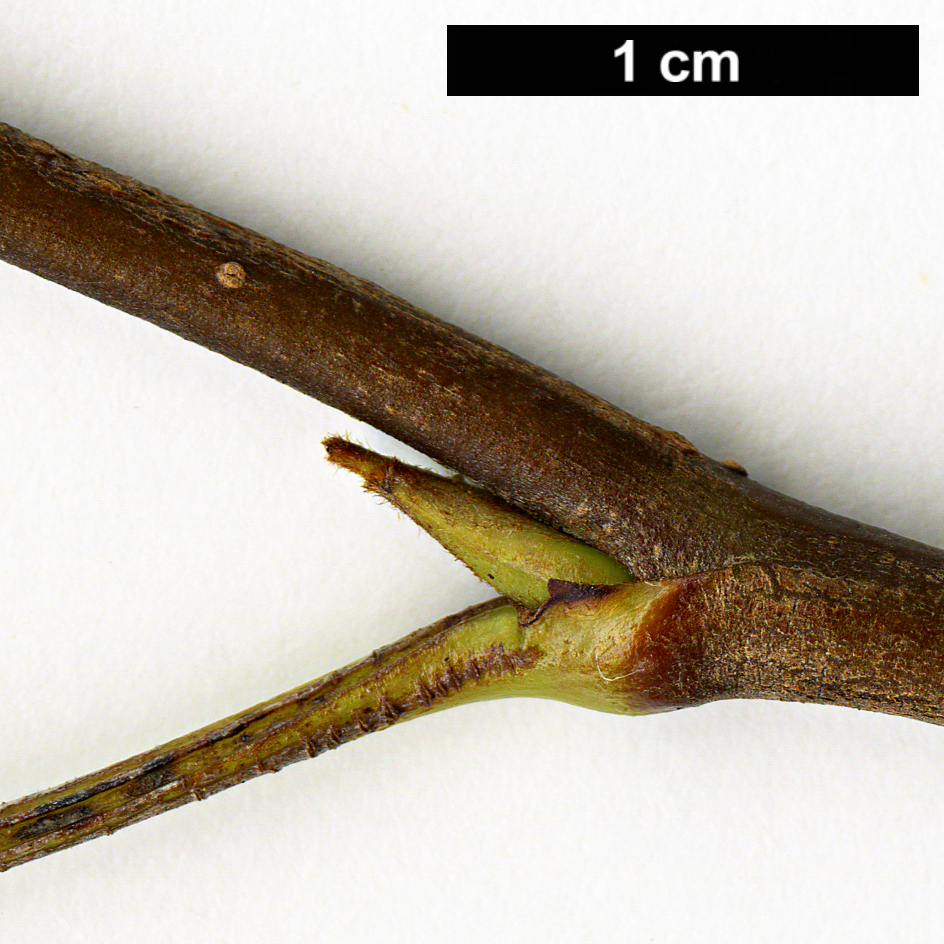 High resolution image: Family: Rosaceae - Genus: Sorbus - Taxon: glomerulata