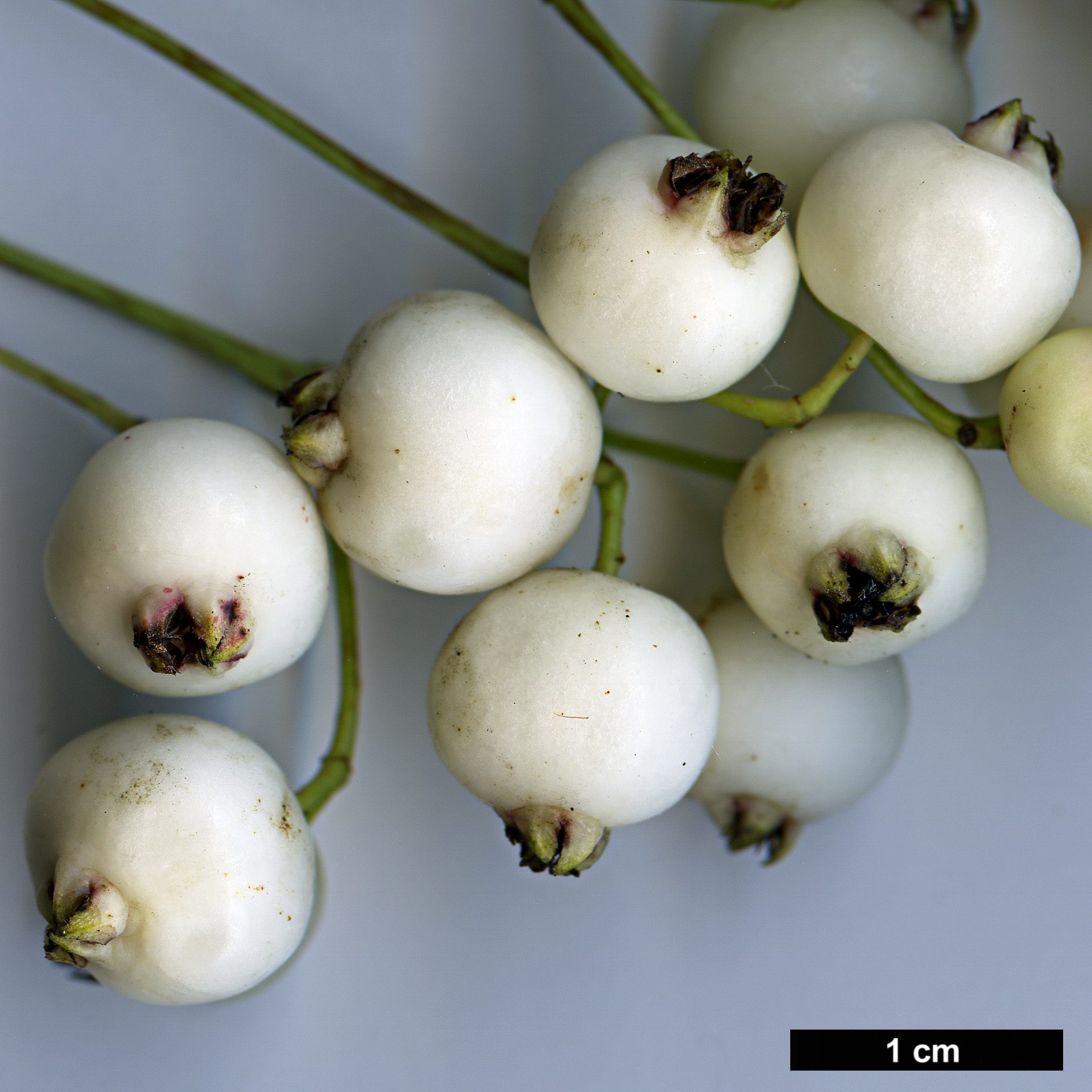 High resolution image: Family: Rosaceae - Genus: Sorbus - Taxon: gonggashanica