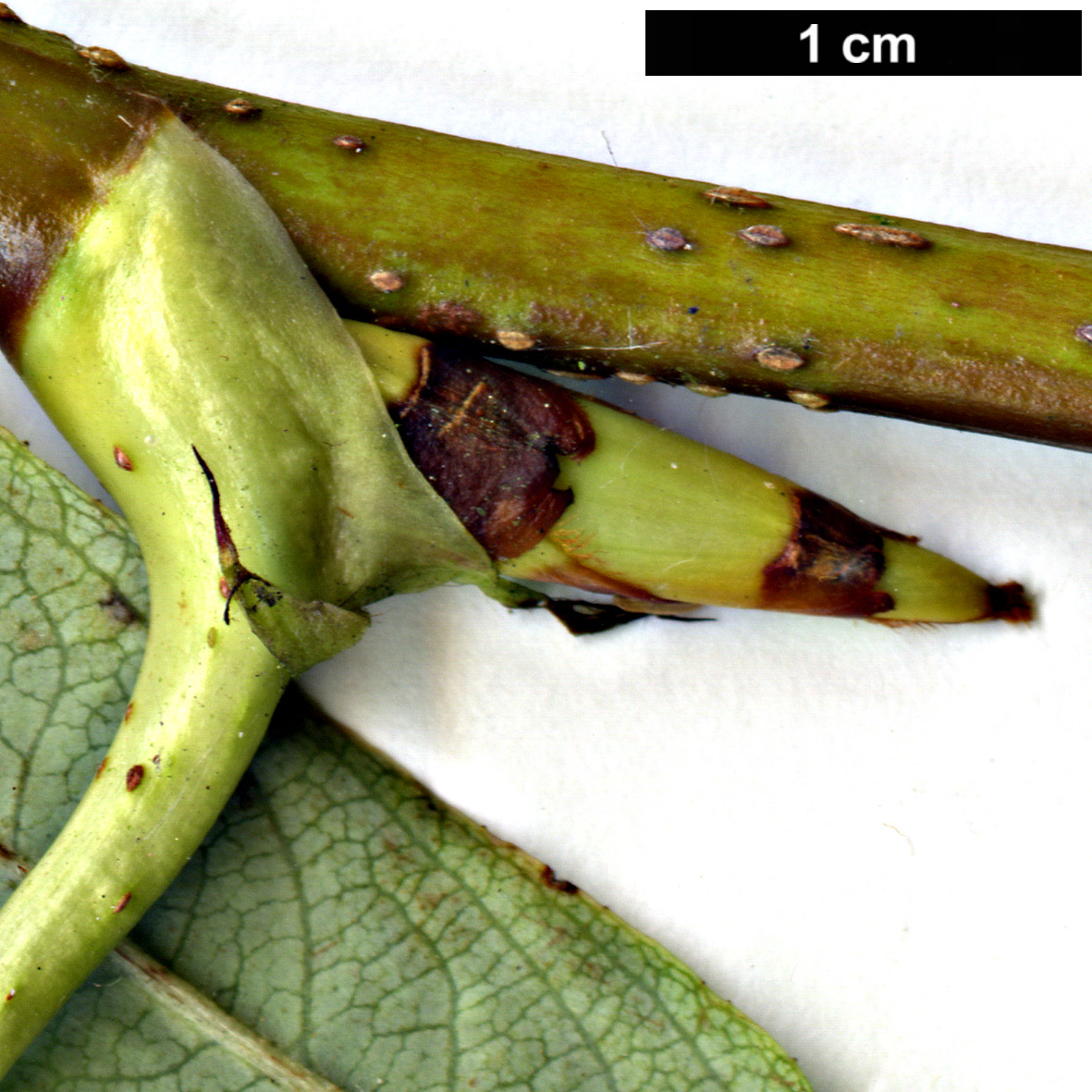 High resolution image: Family: Rosaceae - Genus: Sorbus - Taxon: harrowiana High resolution image: Family: Rosaceae - Genus: Sorbus - Taxon: harrowiana
