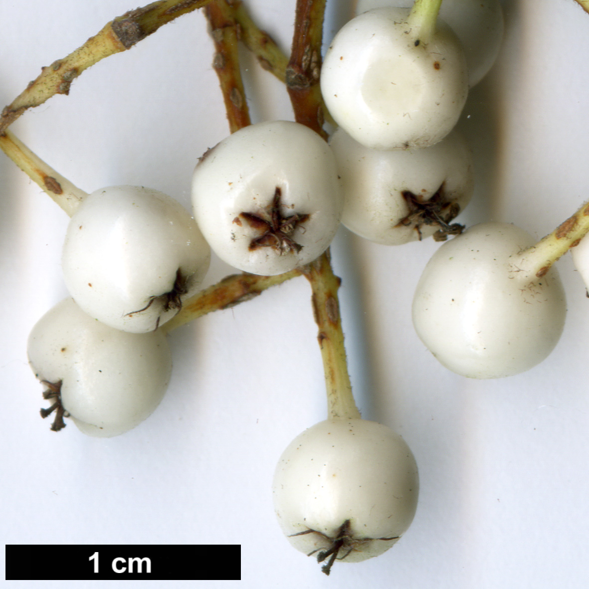 High resolution image: Family: Rosaceae - Genus: Sorbus - Taxon: harrowiana High resolution image: Family: Rosaceae - Genus: Sorbus - Taxon: harrowiana