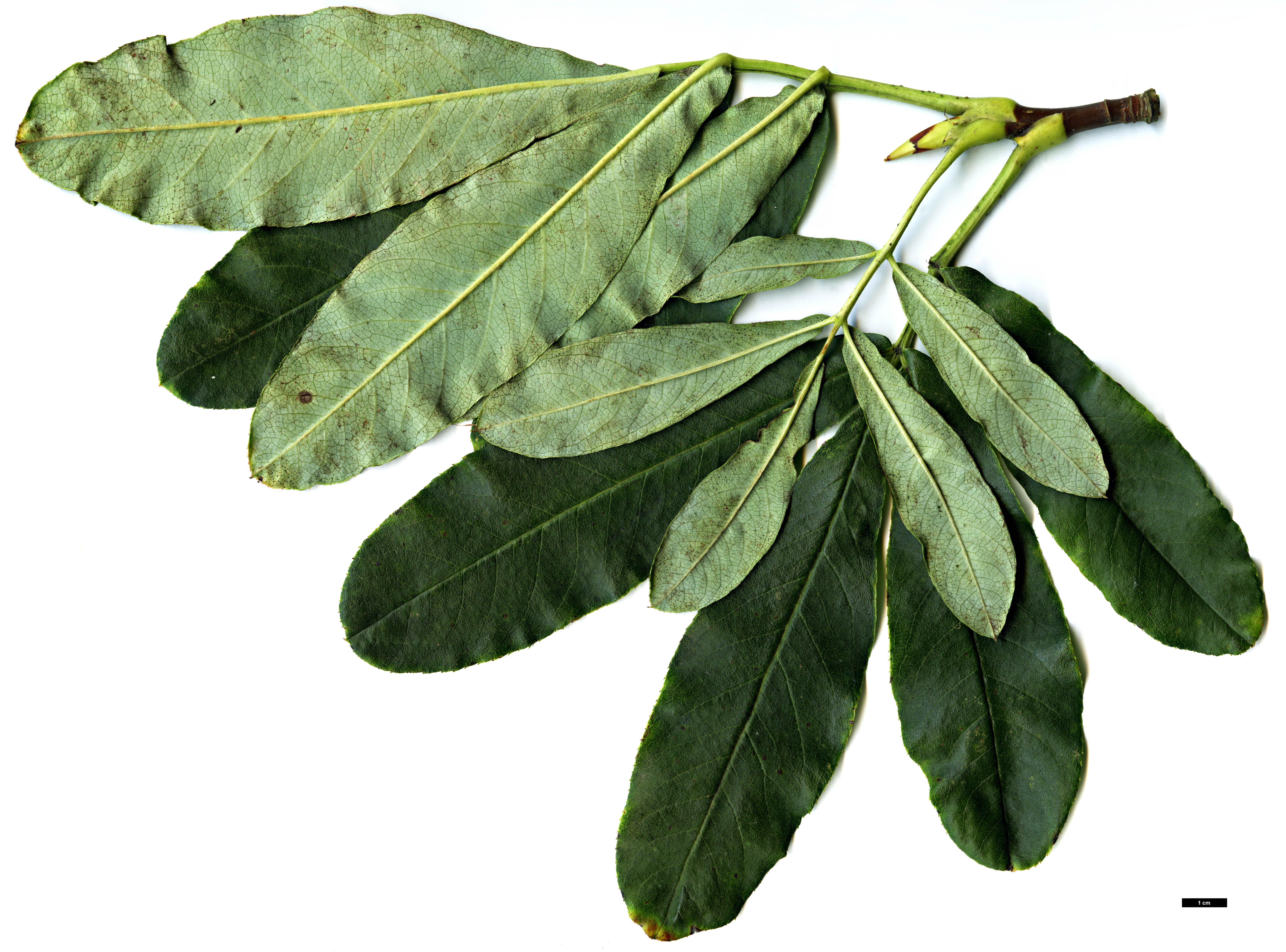 High resolution image: Family: Rosaceae - Genus: Sorbus - Taxon: harrowiana High resolution image: Family: Rosaceae - Genus: Sorbus - Taxon: harrowiana