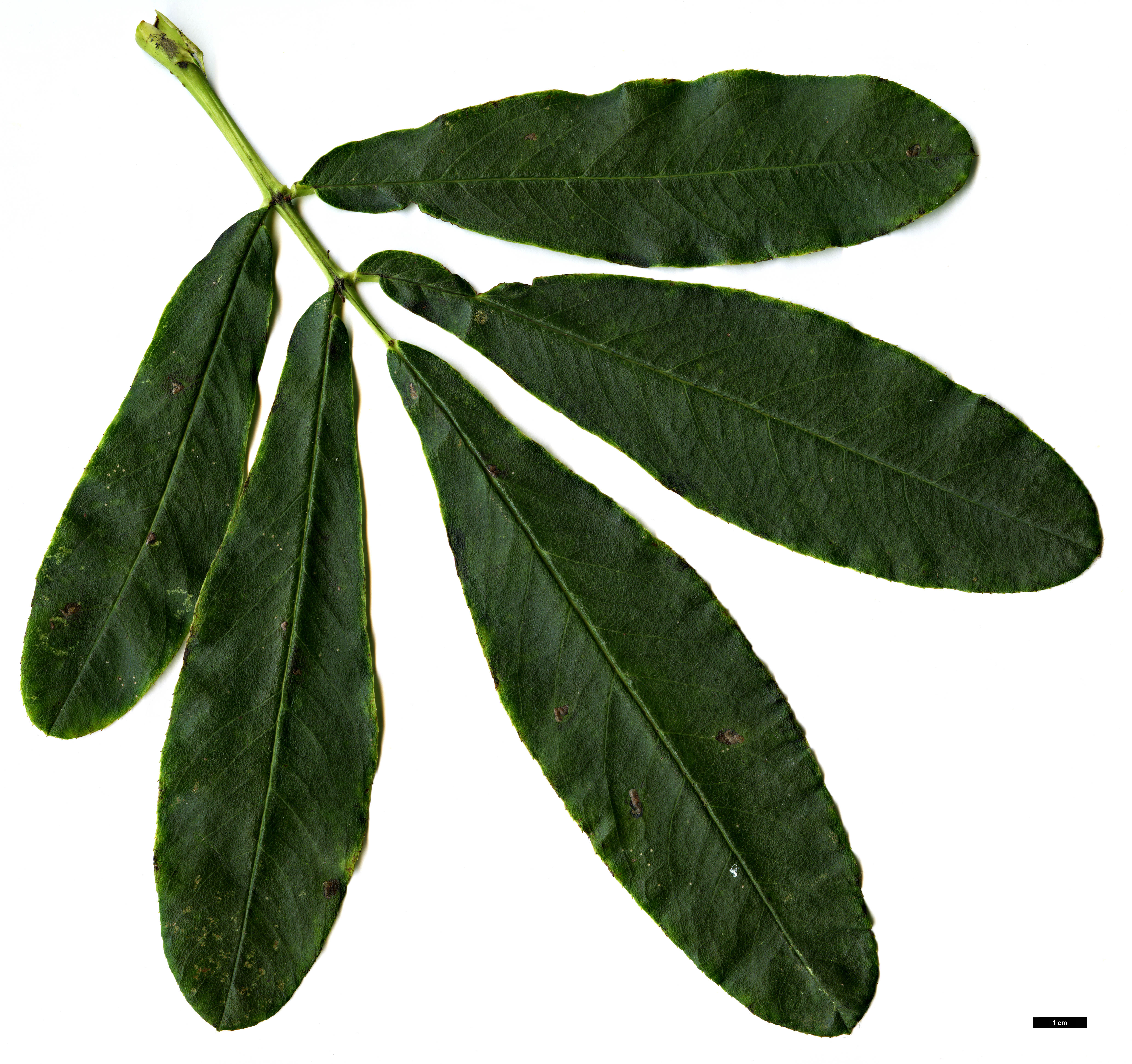 High resolution image: Family: Rosaceae - Genus: Sorbus - Taxon: harrowiana High resolution image: Family: Rosaceae - Genus: Sorbus - Taxon: harrowiana