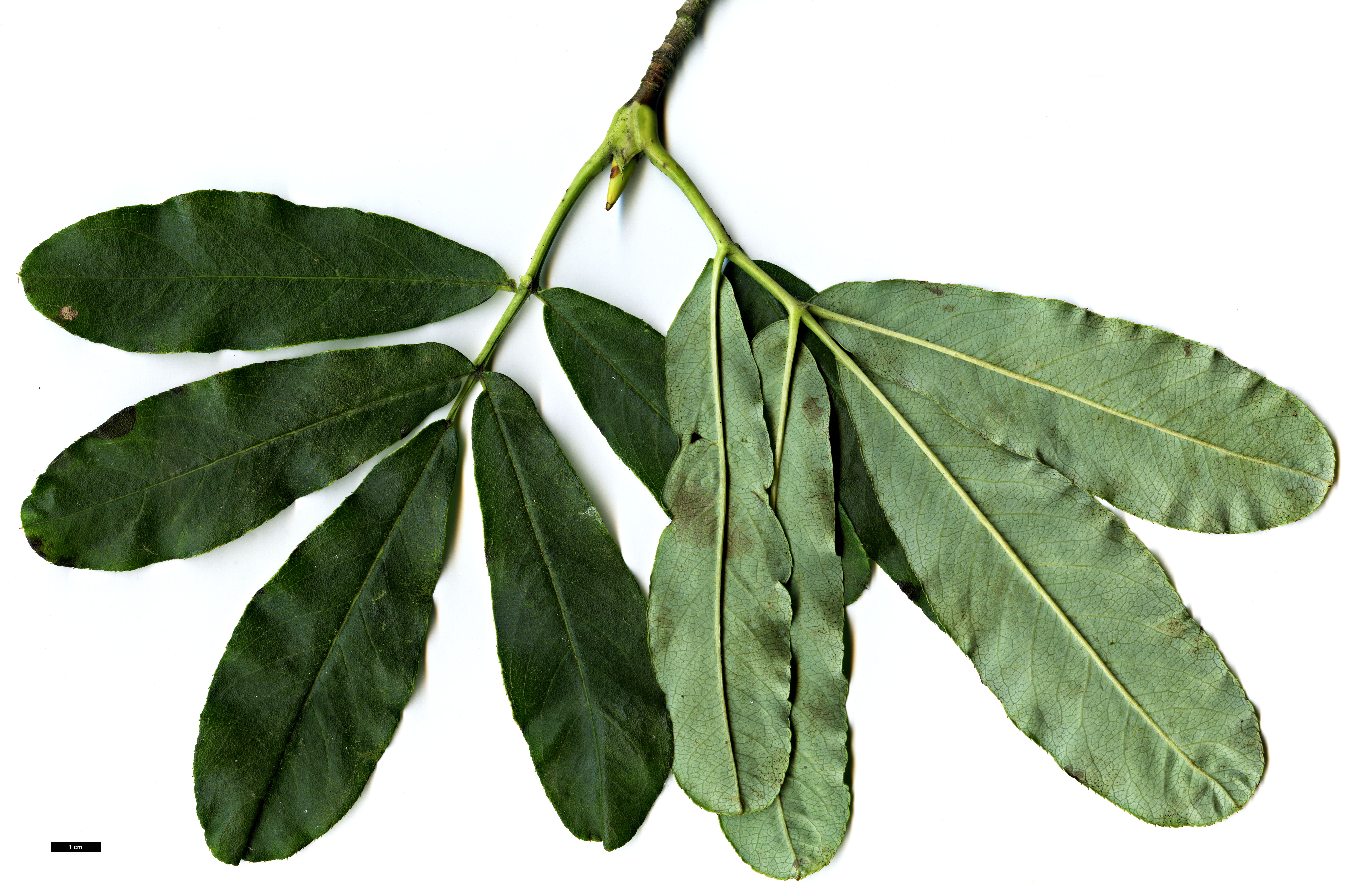 High resolution image: Family: Rosaceae - Genus: Sorbus - Taxon: harrowiana High resolution image: Family: Rosaceae - Genus: Sorbus - Taxon: harrowiana