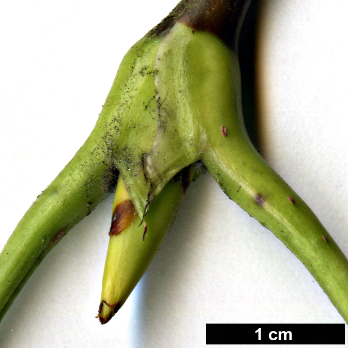 High resolution image: Family: Rosaceae - Genus: Sorbus - Taxon: harrowiana High resolution image: Family: Rosaceae - Genus: Sorbus - Taxon: harrowiana