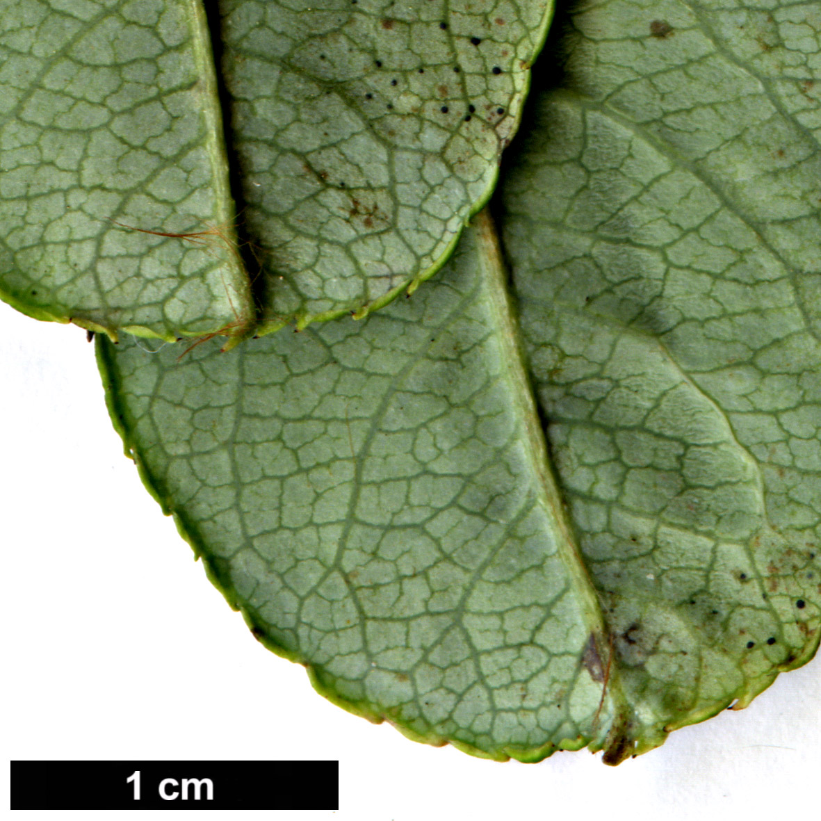 High resolution image: Family: Rosaceae - Genus: Sorbus - Taxon: harrowiana High resolution image: Family: Rosaceae - Genus: Sorbus - Taxon: harrowiana