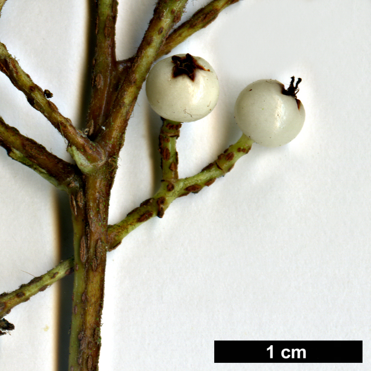 High resolution image: Family: Rosaceae - Genus: Sorbus - Taxon: harrowiana High resolution image: Family: Rosaceae - Genus: Sorbus - Taxon: harrowiana