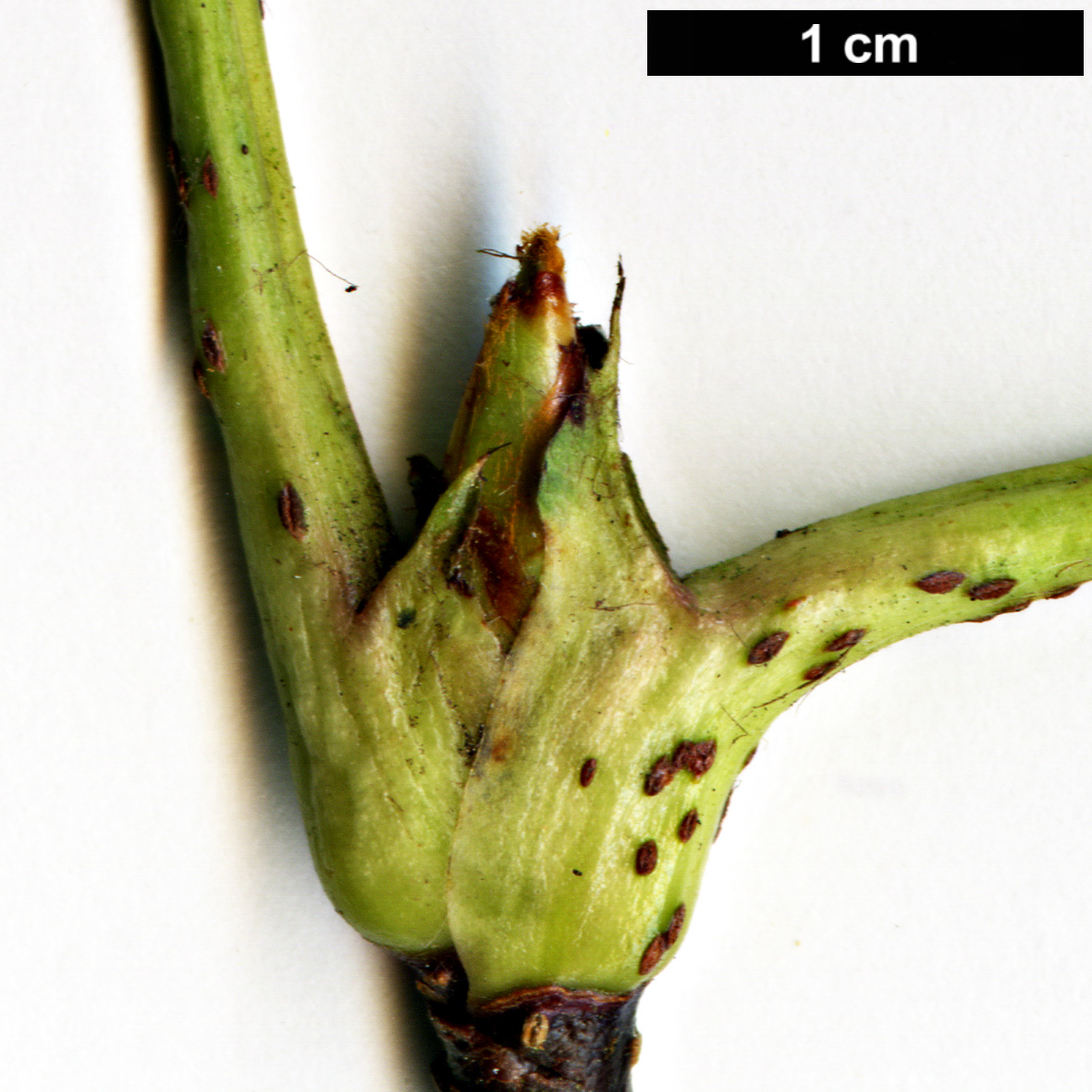 High resolution image: Family: Rosaceae - Genus: Sorbus - Taxon: harrowiana High resolution image: Family: Rosaceae - Genus: Sorbus - Taxon: harrowiana