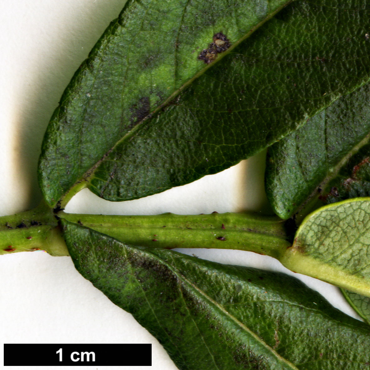 High resolution image: Family: Rosaceae - Genus: Sorbus - Taxon: harrowiana High resolution image: Family: Rosaceae - Genus: Sorbus - Taxon: harrowiana
