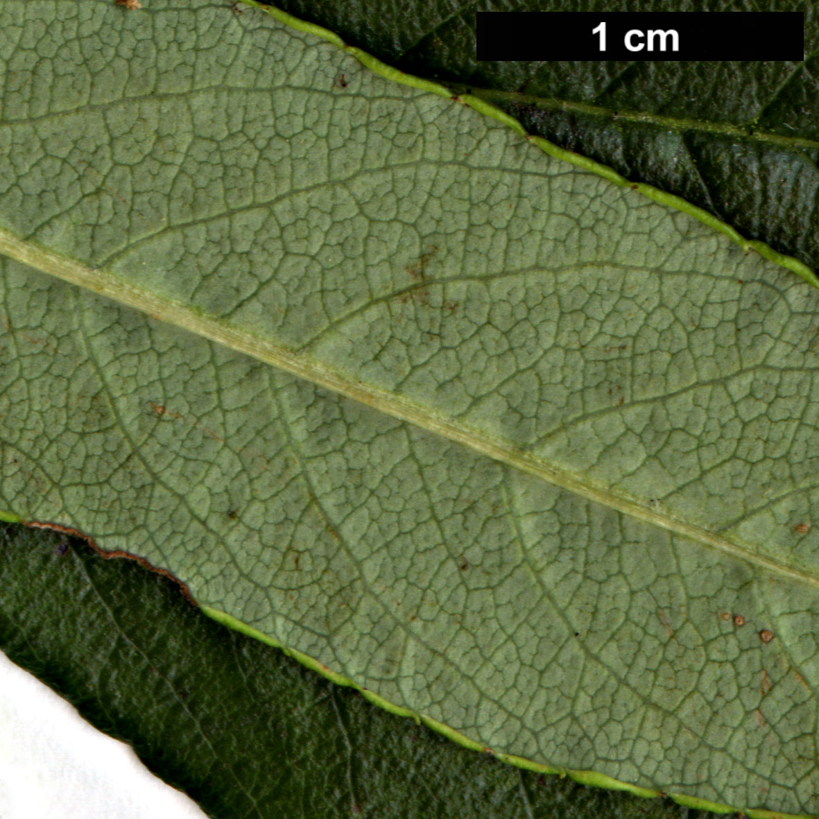 High resolution image: Family: Rosaceae - Genus: Sorbus - Taxon: harrowiana High resolution image: Family: Rosaceae - Genus: Sorbus - Taxon: harrowiana