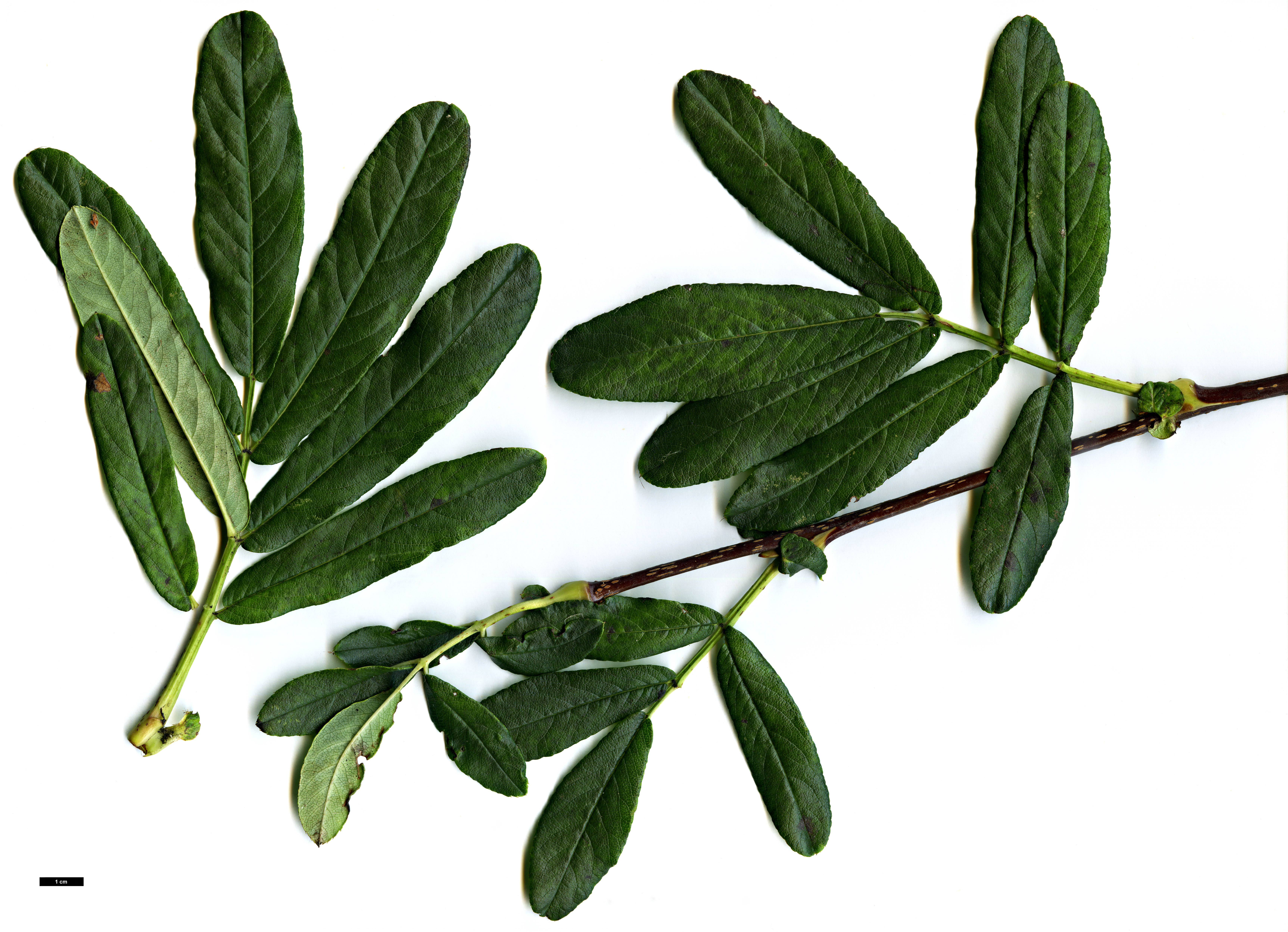 High resolution image: Family: Rosaceae - Genus: Sorbus - Taxon: harrowiana High resolution image: Family: Rosaceae - Genus: Sorbus - Taxon: harrowiana